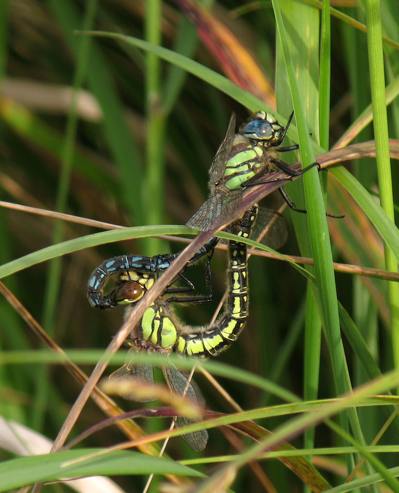 Hedgeland Tales: A couple more Dragonflies