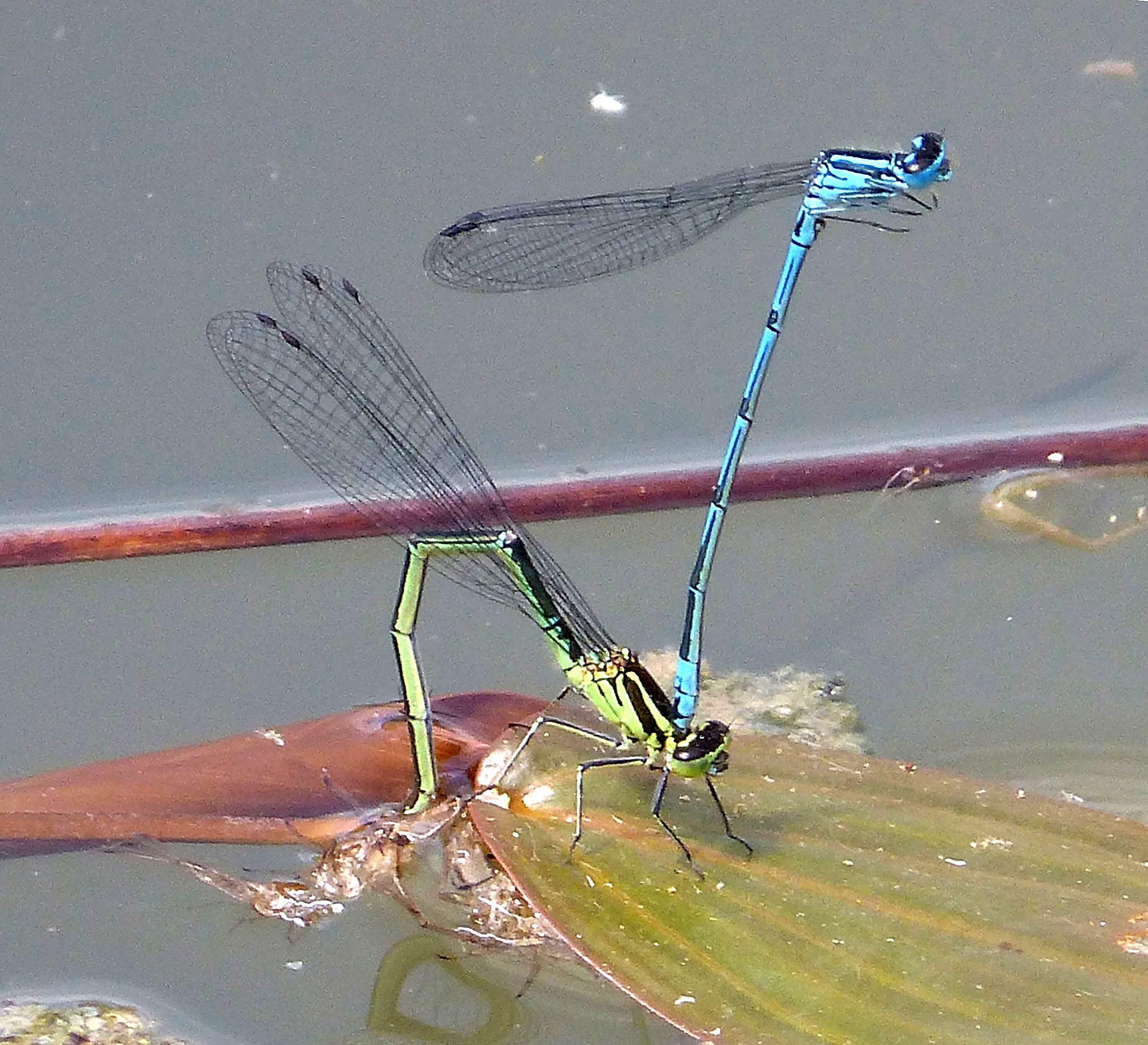 Is It Just Me, Or Are There A Lot Of Dragonflies This Summer? | 90.5 ...