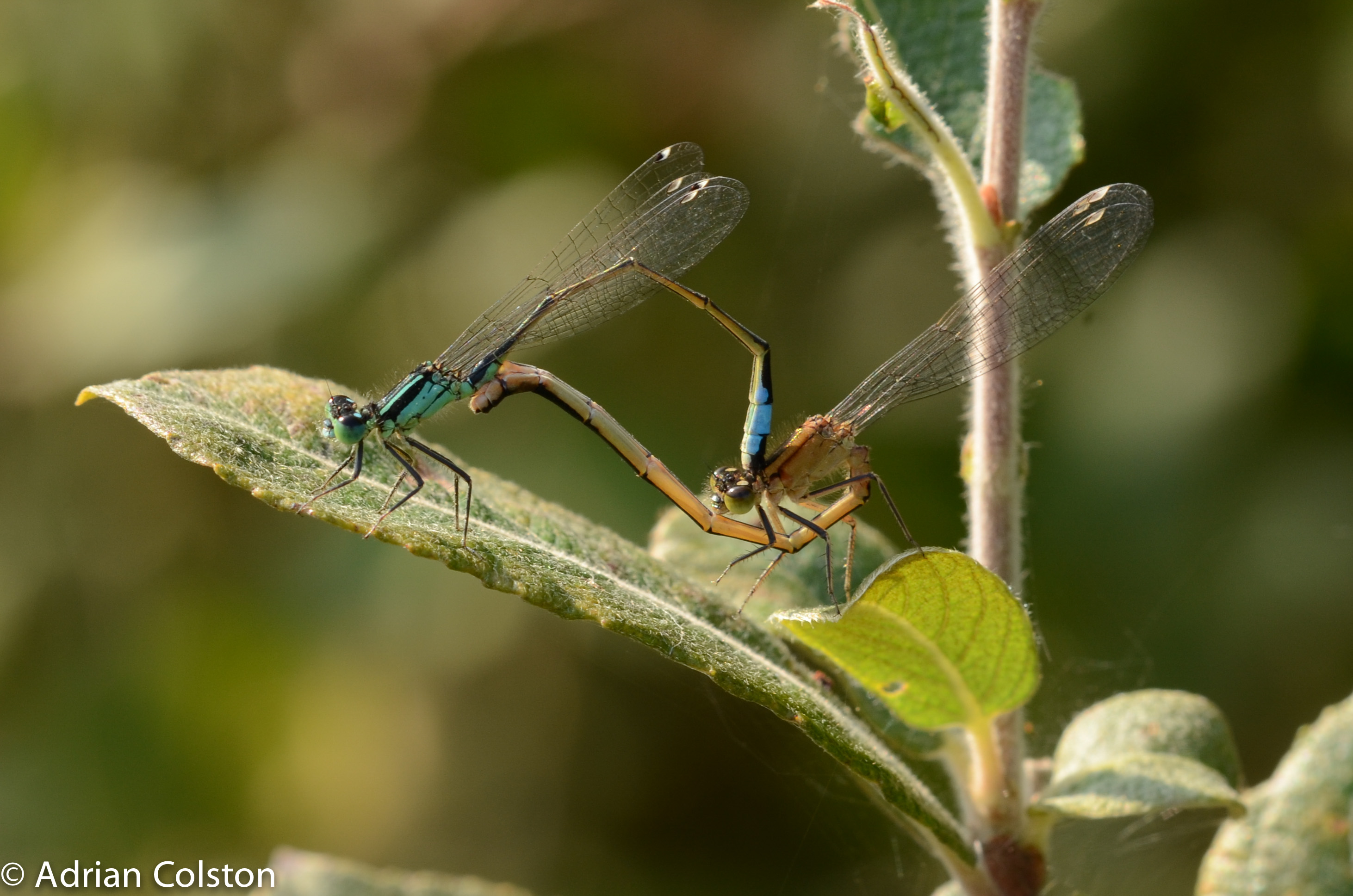Dragonflies – A Dartmoor blog