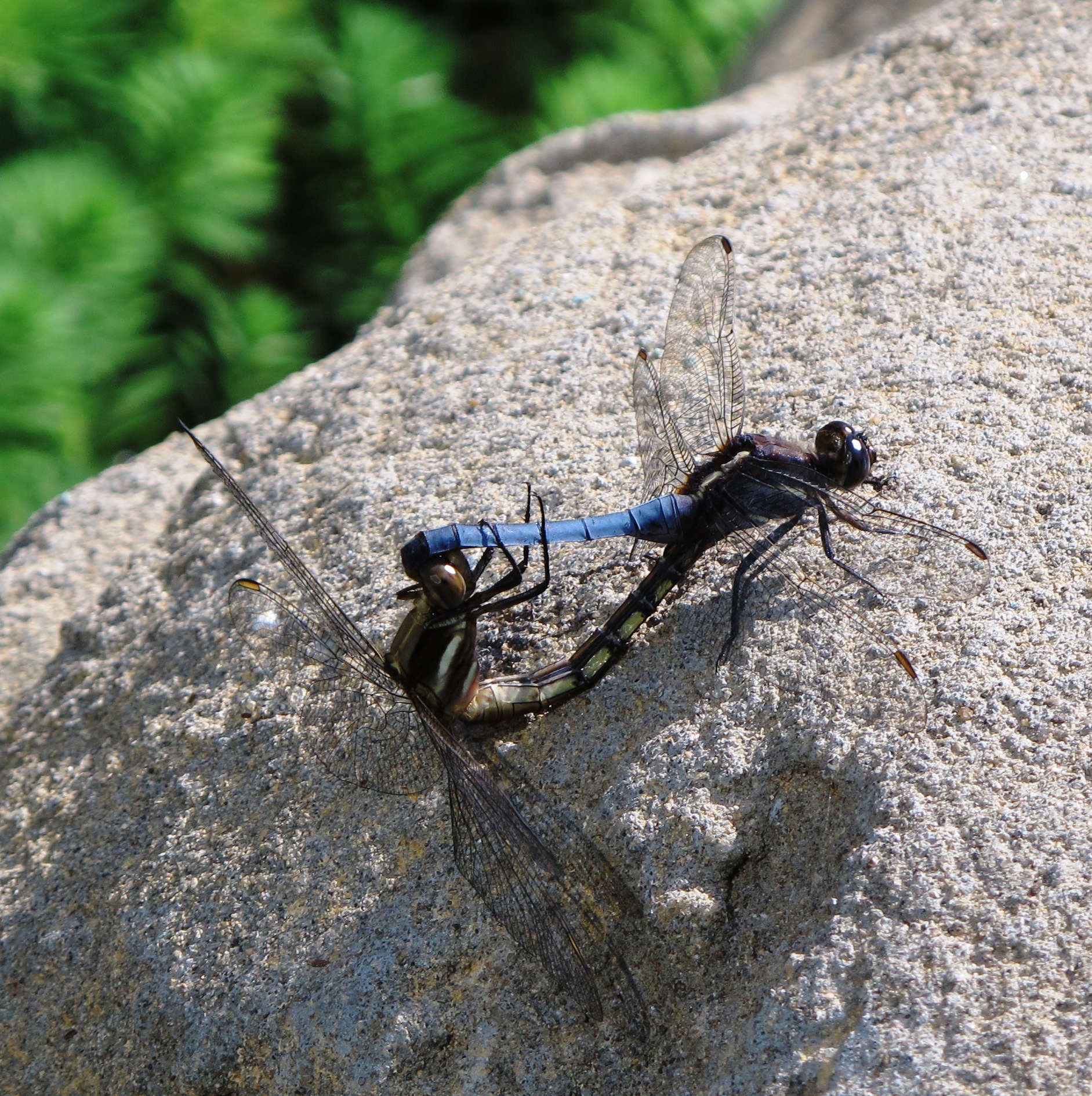 File:Dragonfly - couple.jpg - Wikimedia Commons