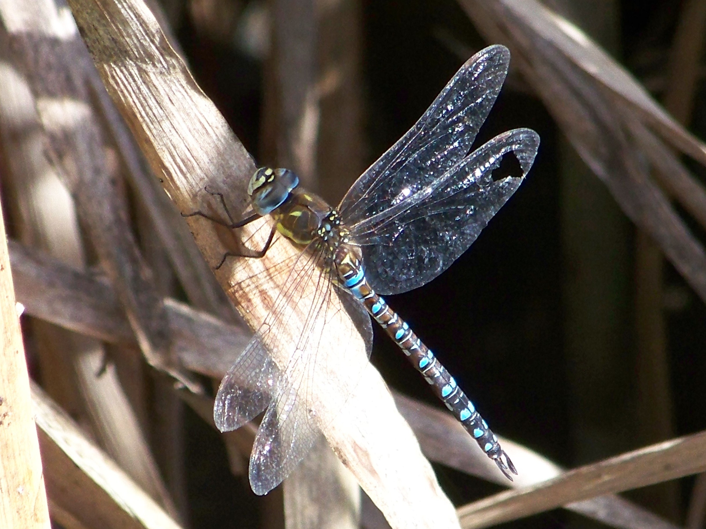 dragonfly damaged wing - Wildlife questions - Wildlife - The RSPB ...