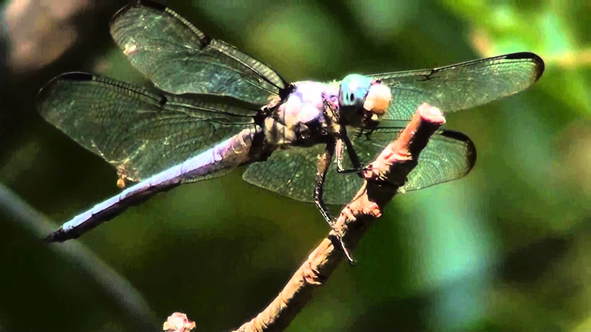 Dragonfly Cleaning its Eyes & Face & Reacting (