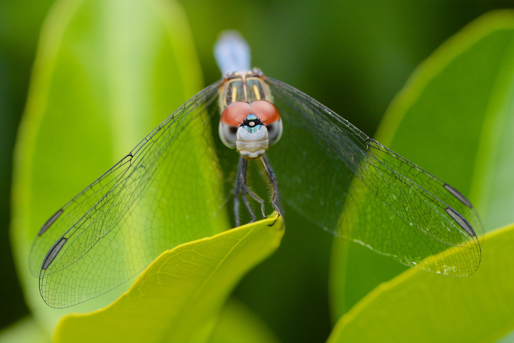 Dragonflies: eyes and a face – Benweb 3.2