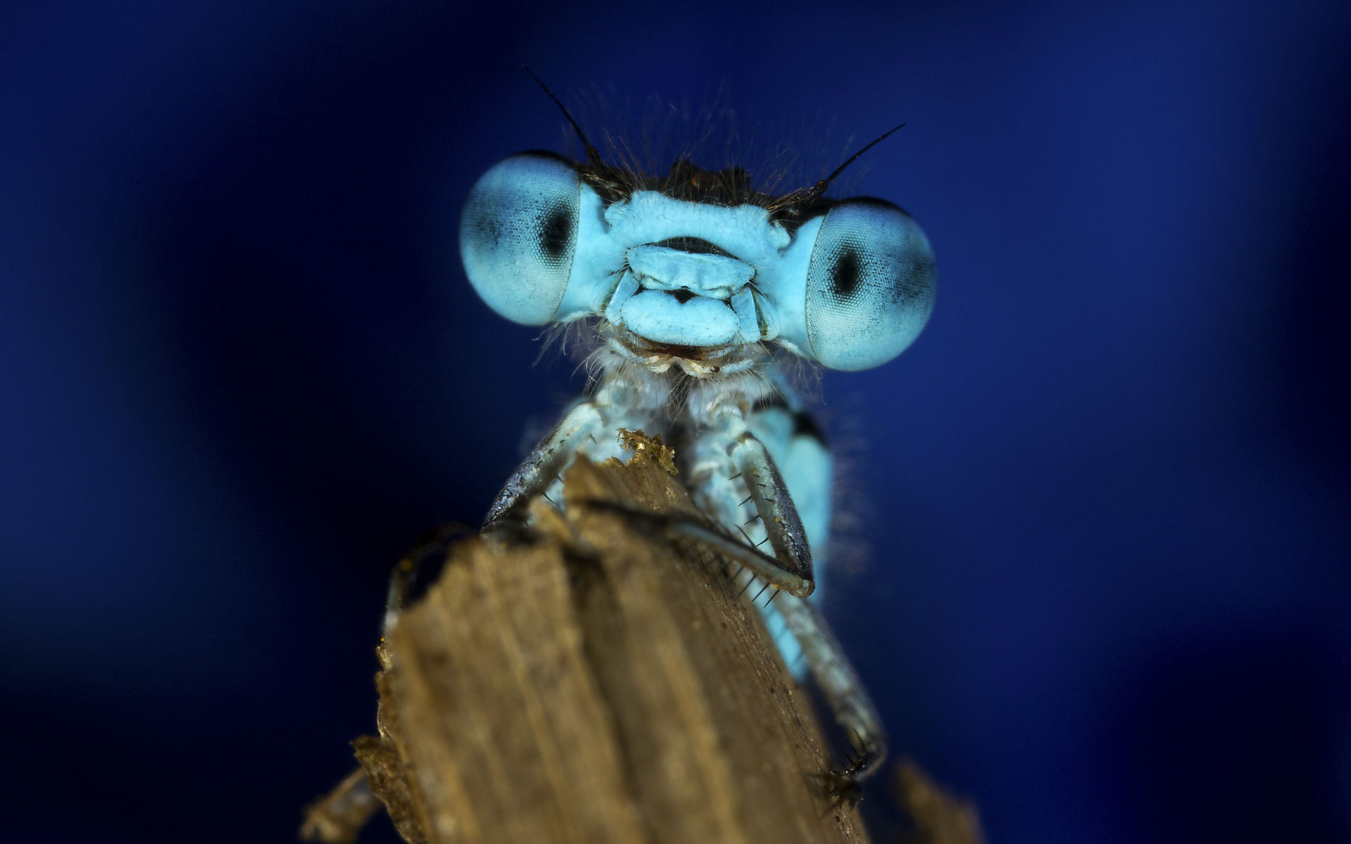 Dragonfly macro eyes face wallpaper | 1920x1200 | 53028 | WallpaperUP