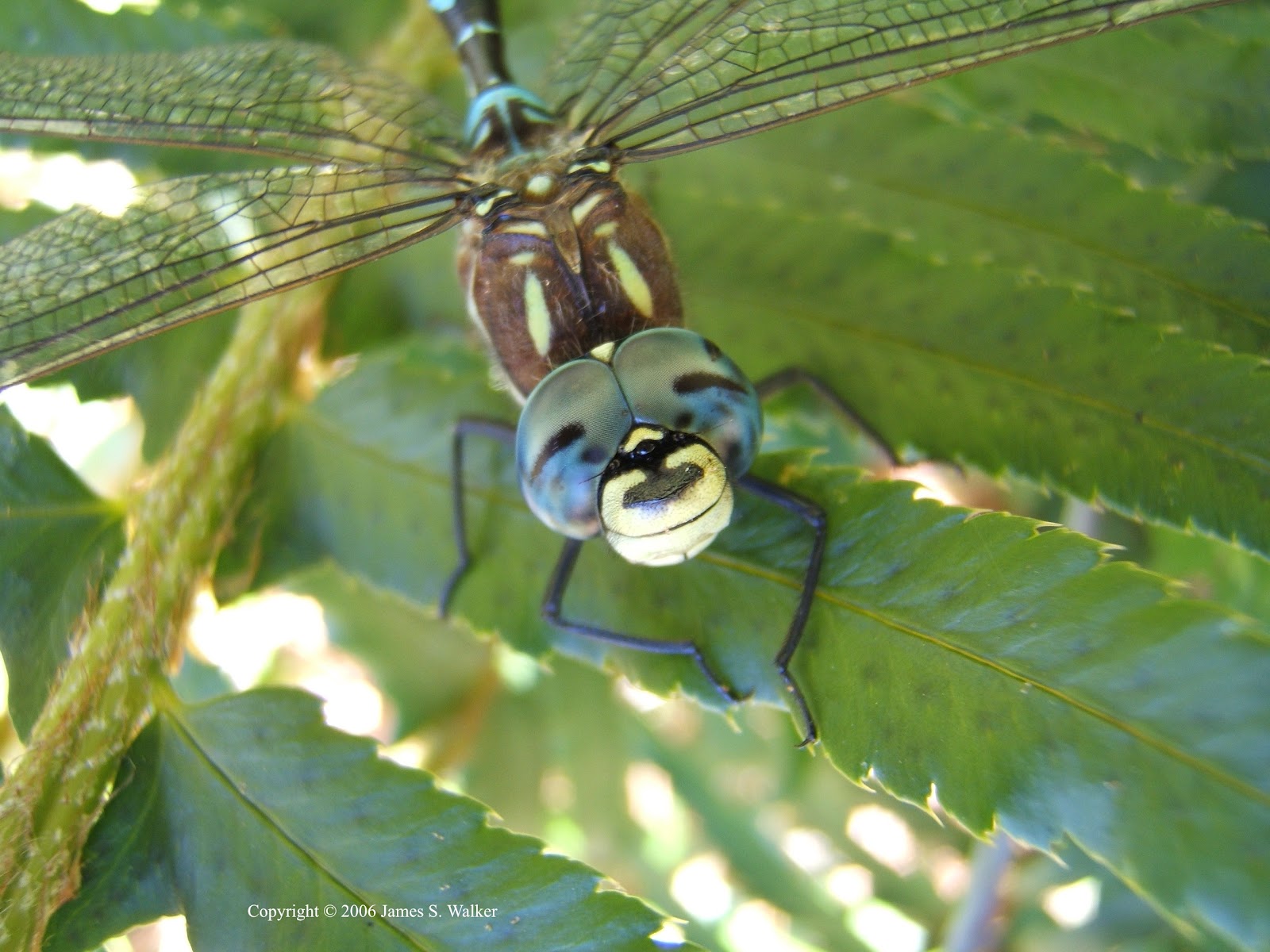 The Dragonfly Whisperer: The Happy-face Dragonfly