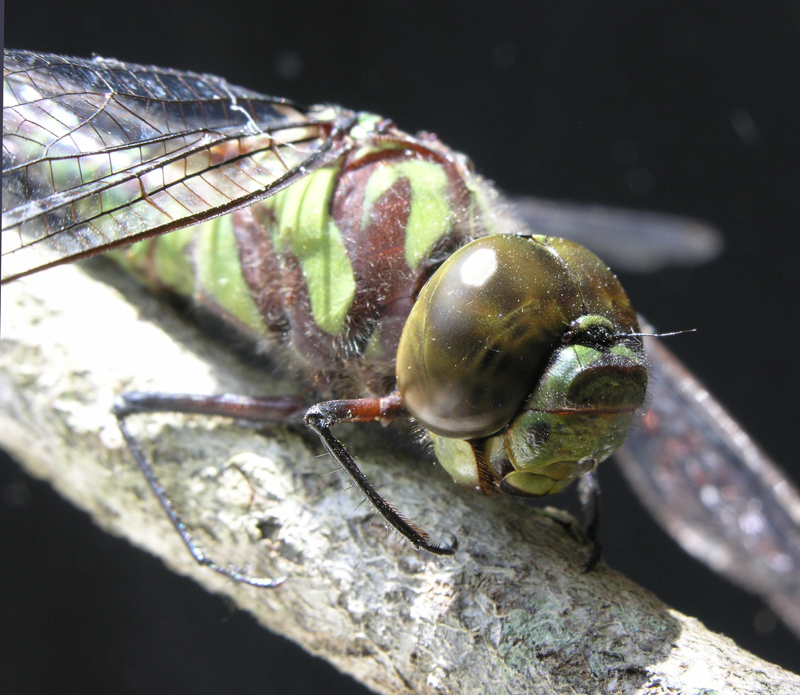 Dragonfly macro photo
