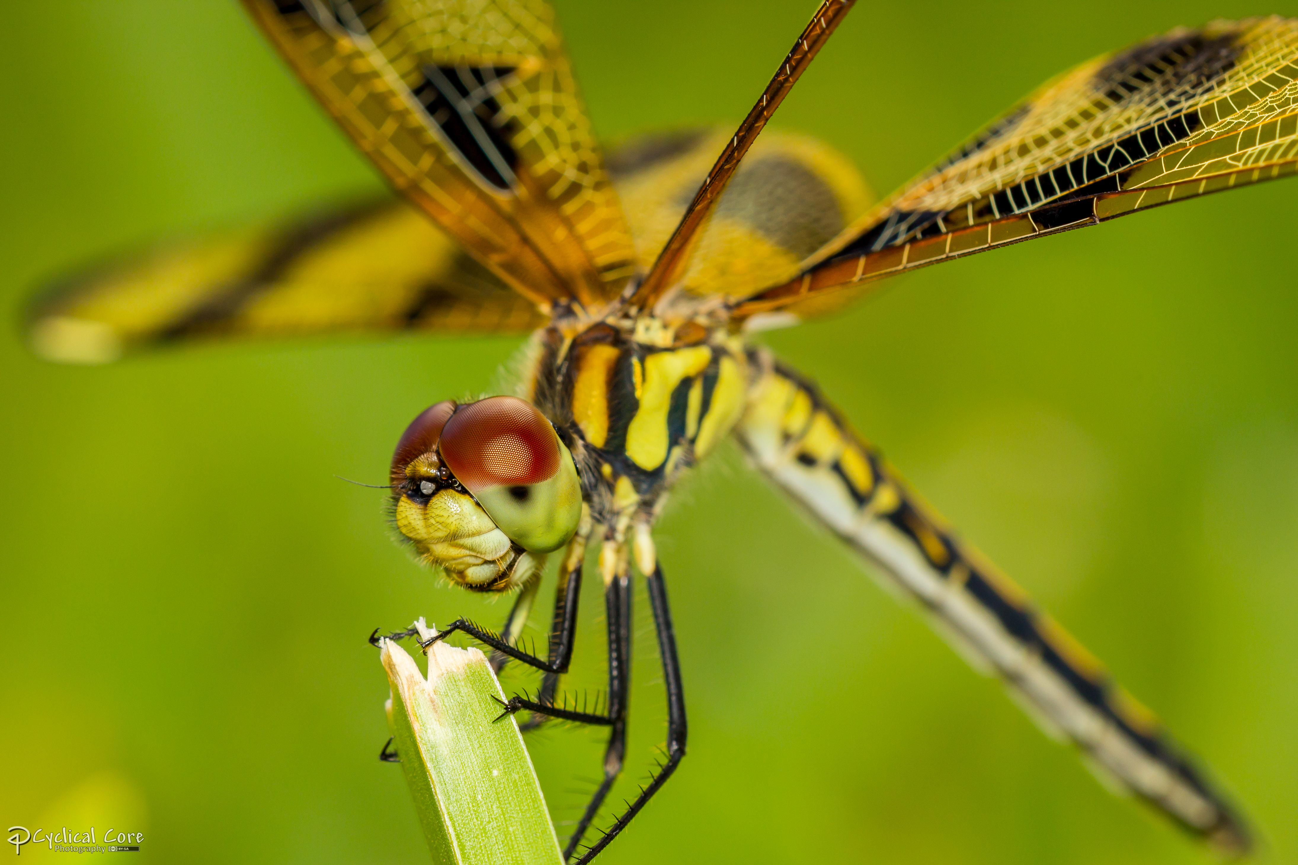 Macro dragonflies photo