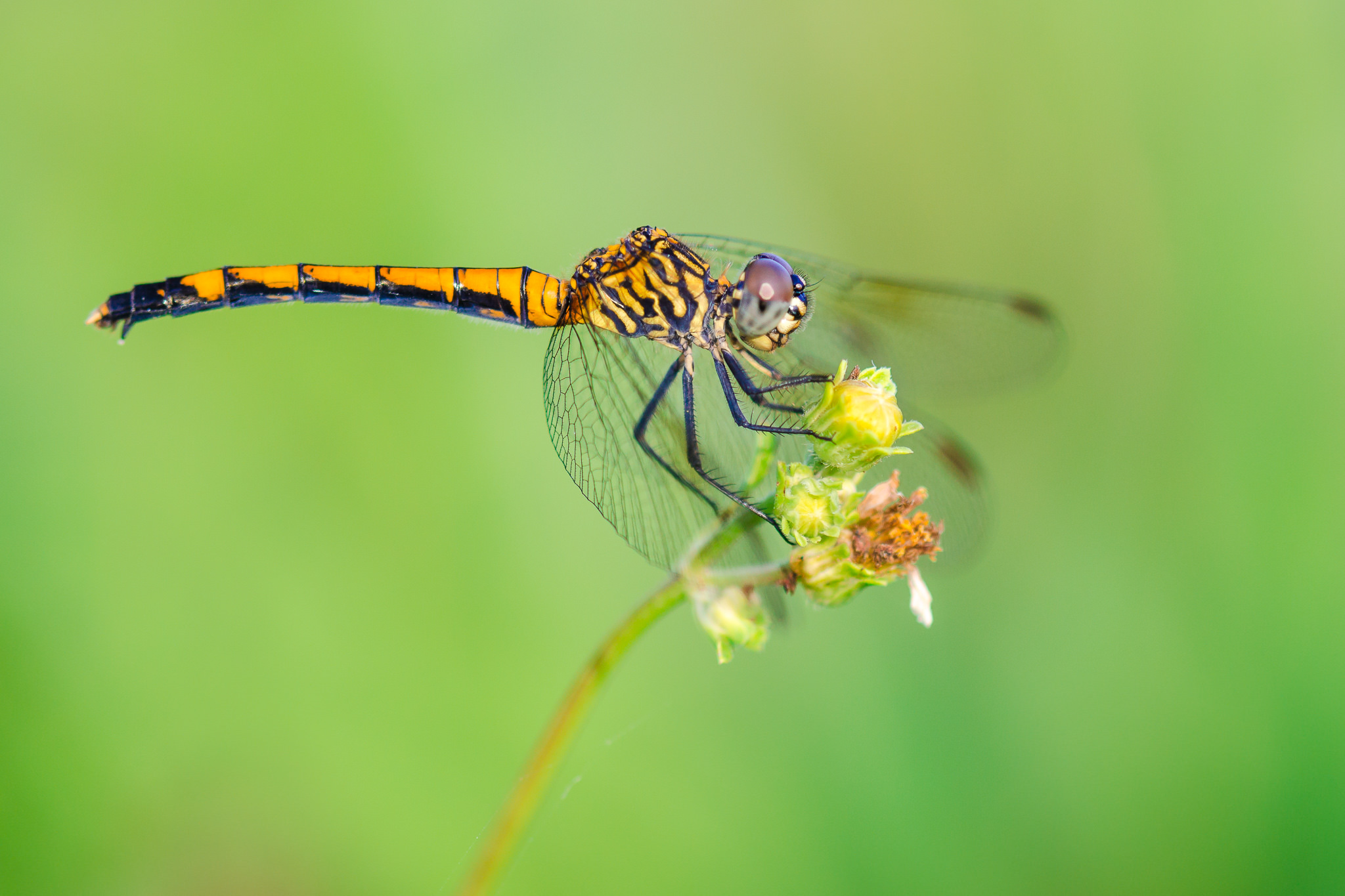dragonfly-macro-shot-2.jpg