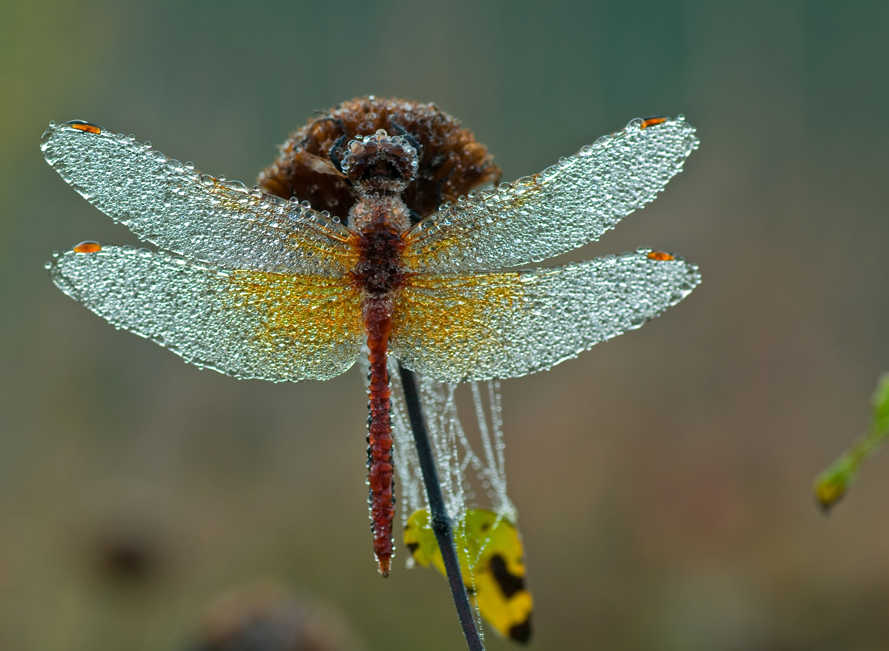 dragonfly wings | Rick Stockwell Photography