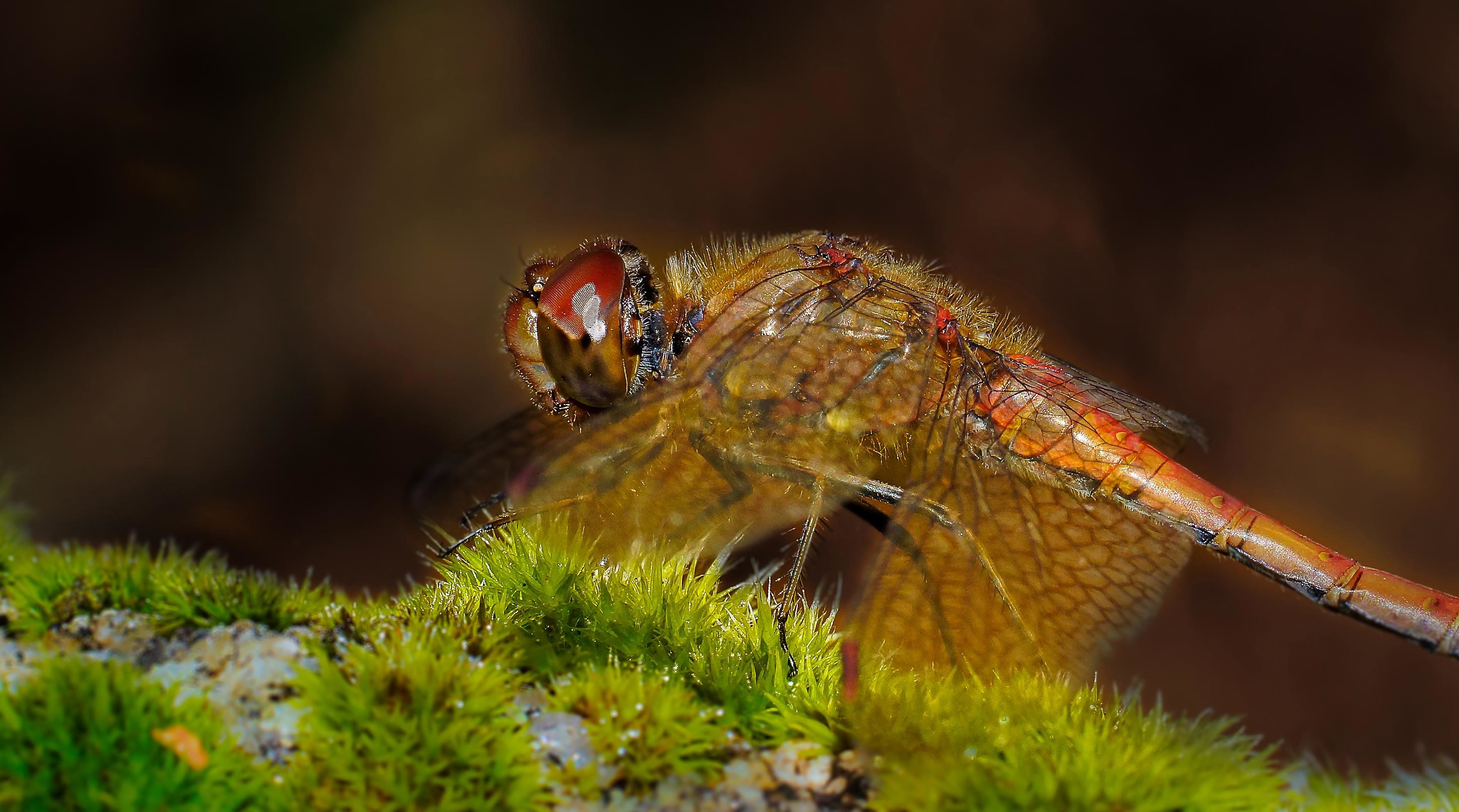 Free picture: dragonfly, macro, colorful, nature, insect, wildlife ...