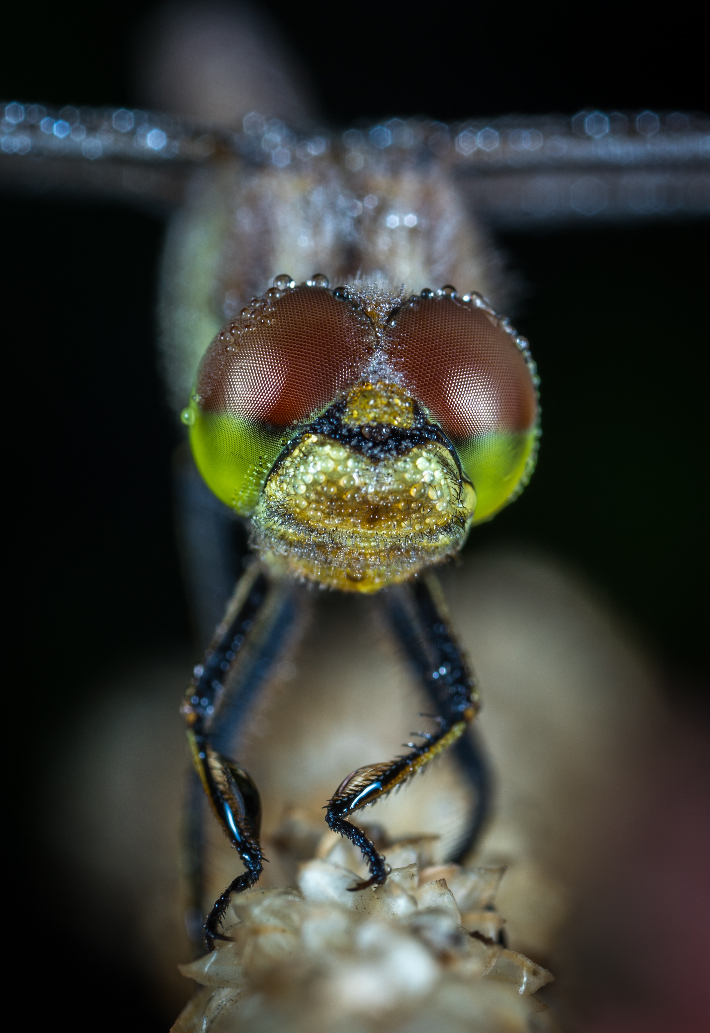 Dragonfly macro shot photo