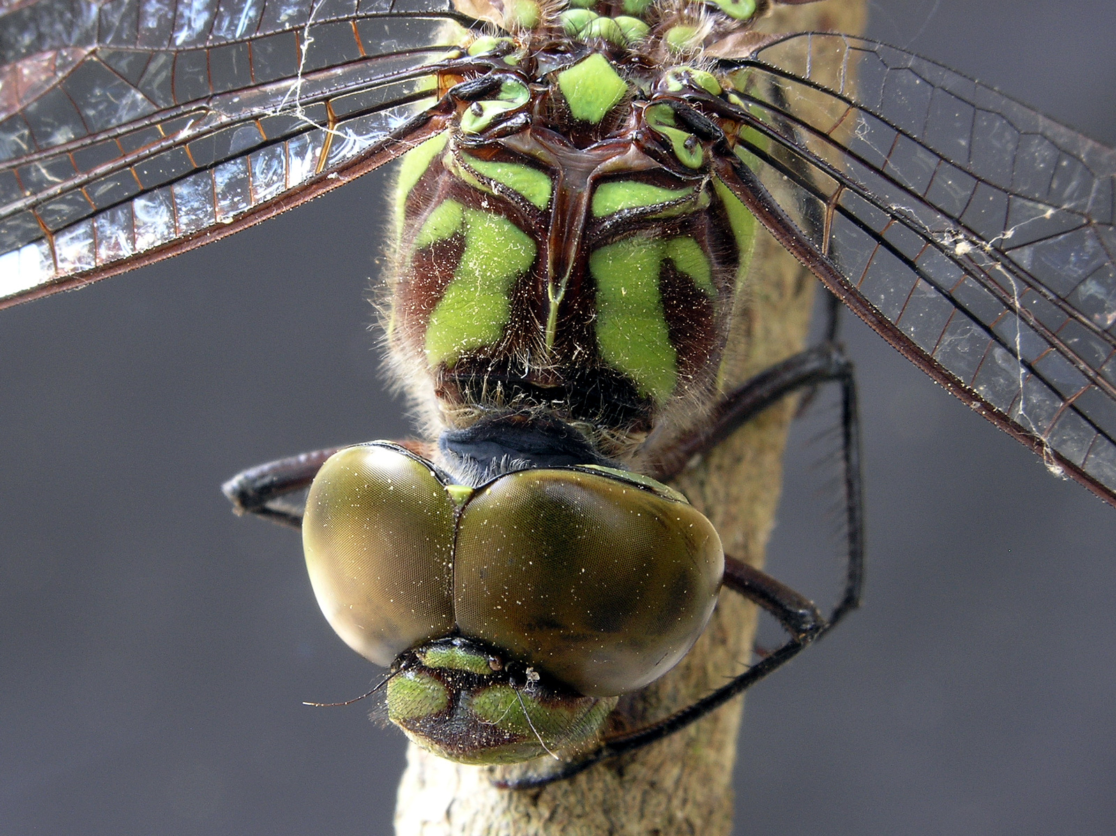 Dragonfly macro photo