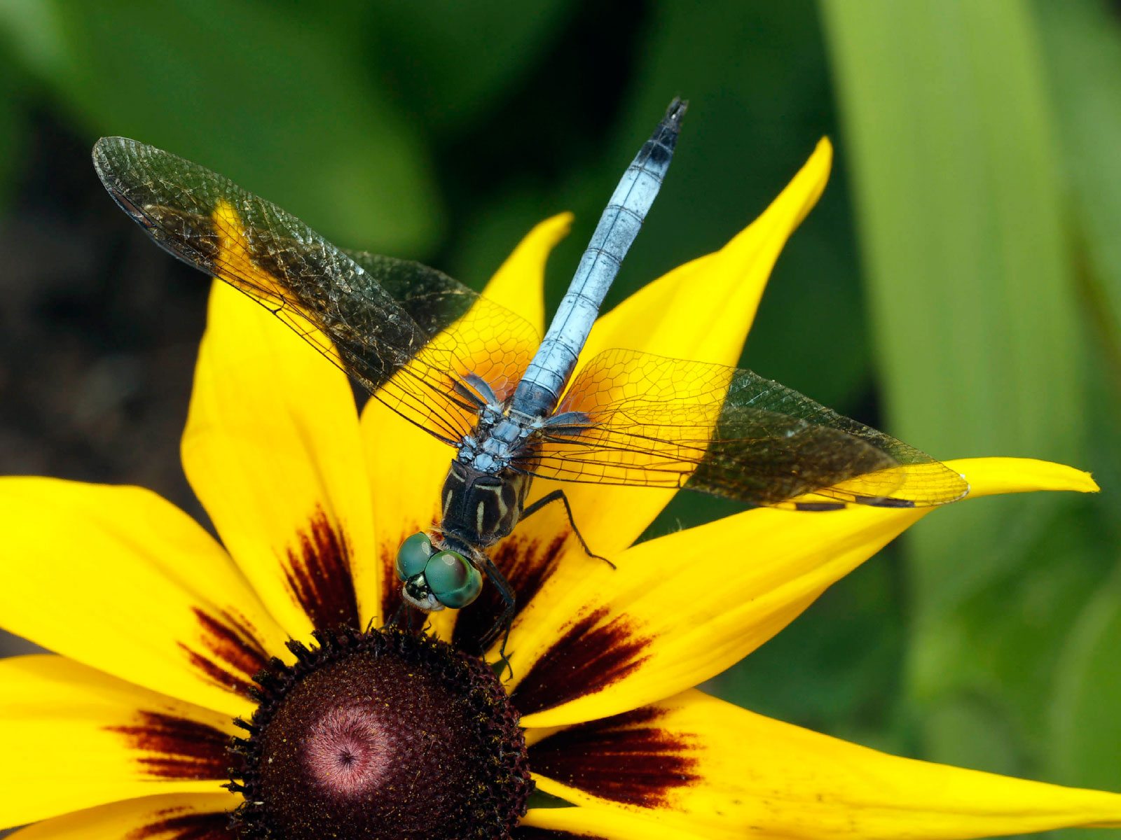 Dragonfly Information: Learn How To Attract Dragonflies In The Garden
