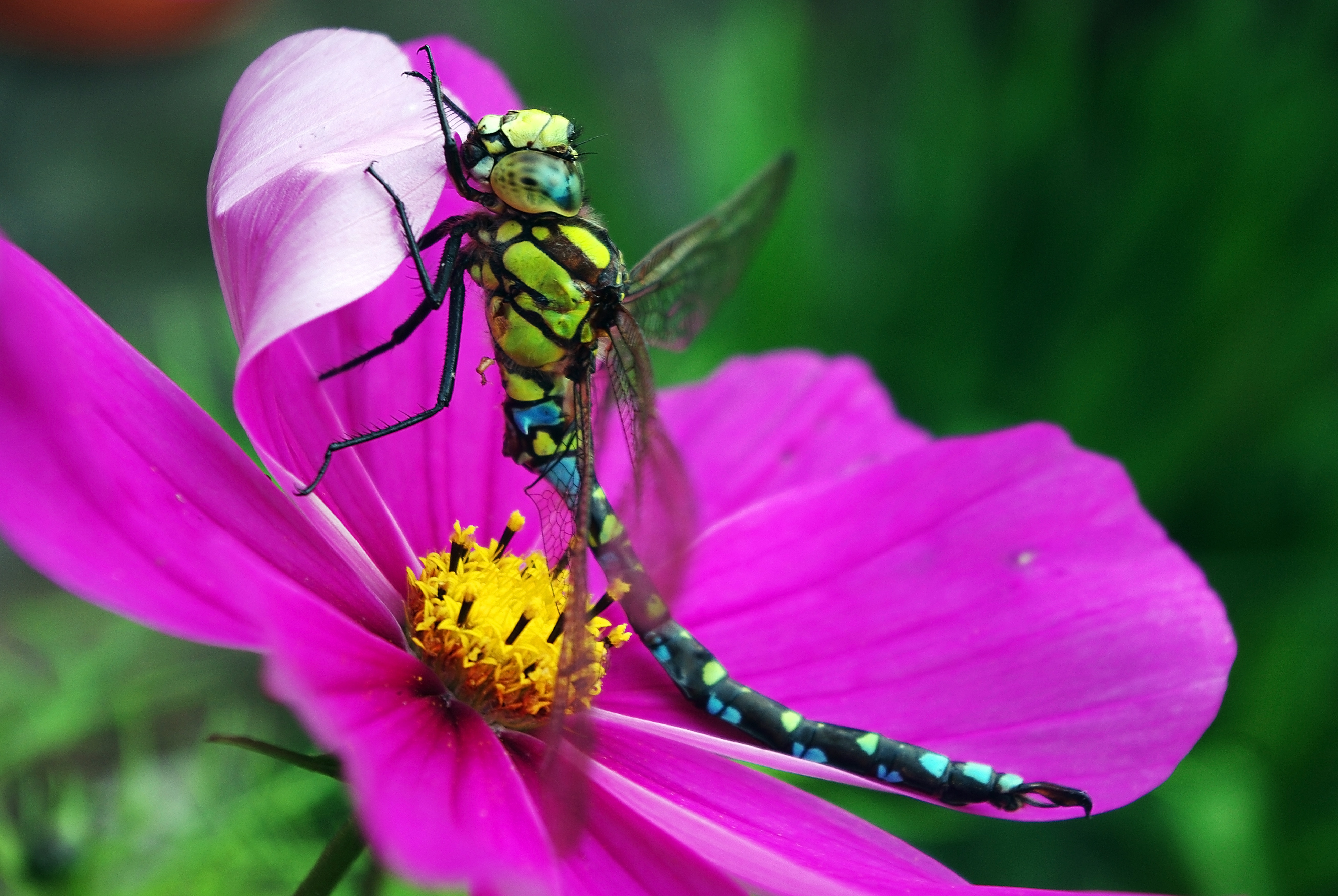 Dragonfly on the Flower, Blooming, Dragon, Dragonfly, Flower, HQ Photo