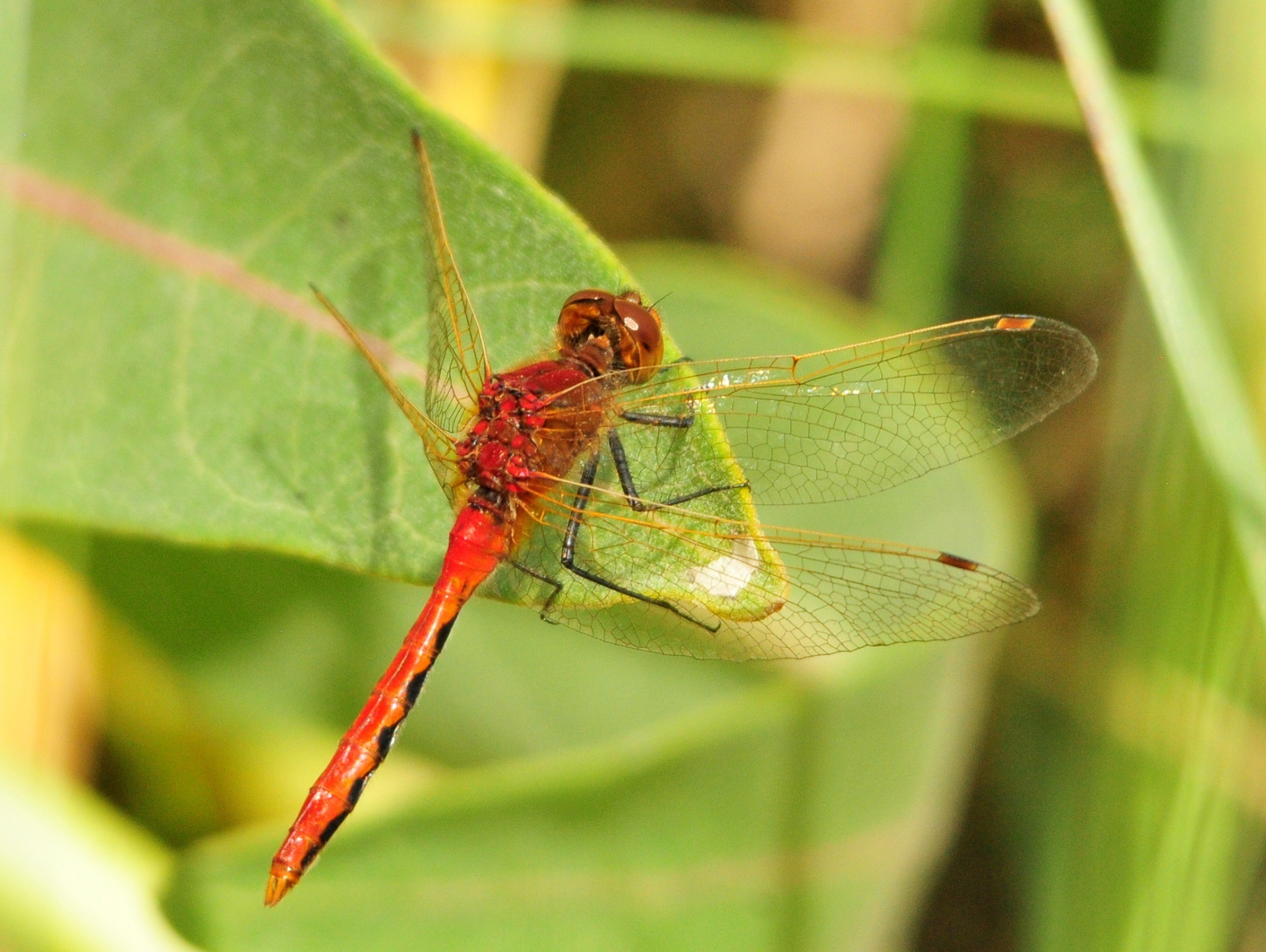 Dragonfly on the leaf photo