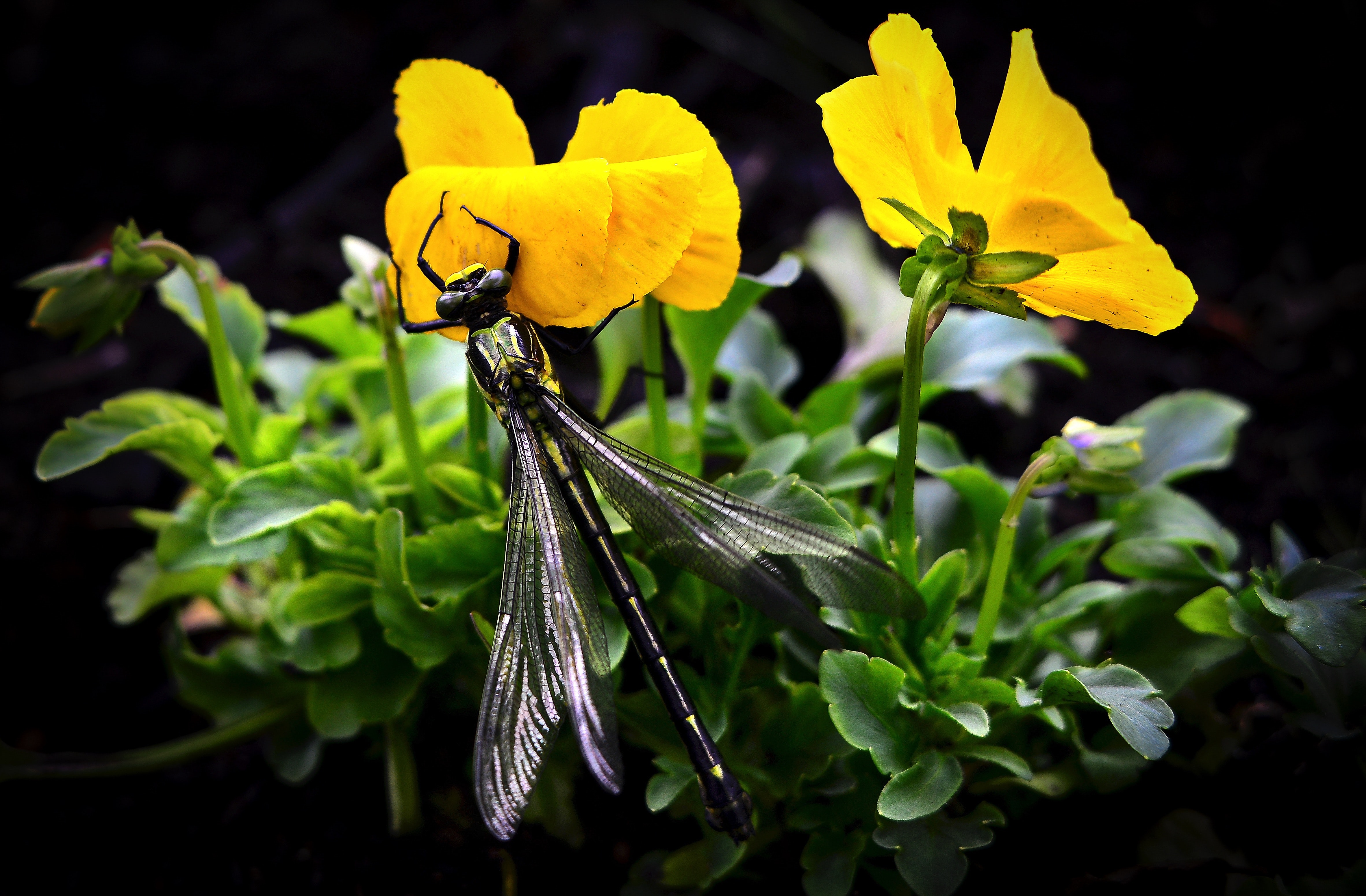 Dragonfly on yellow flowers photo