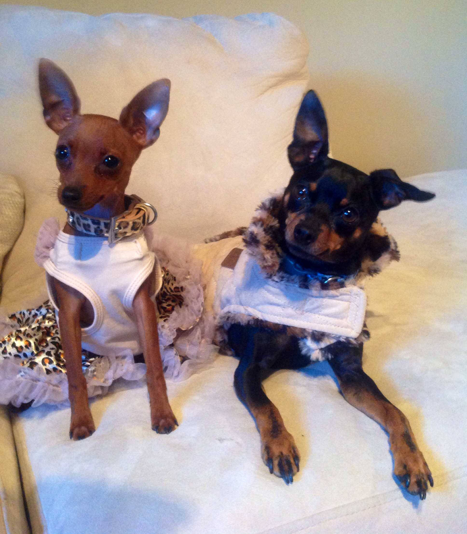 min pin, min pin dress up | The greatest little dogs ever! King of ...