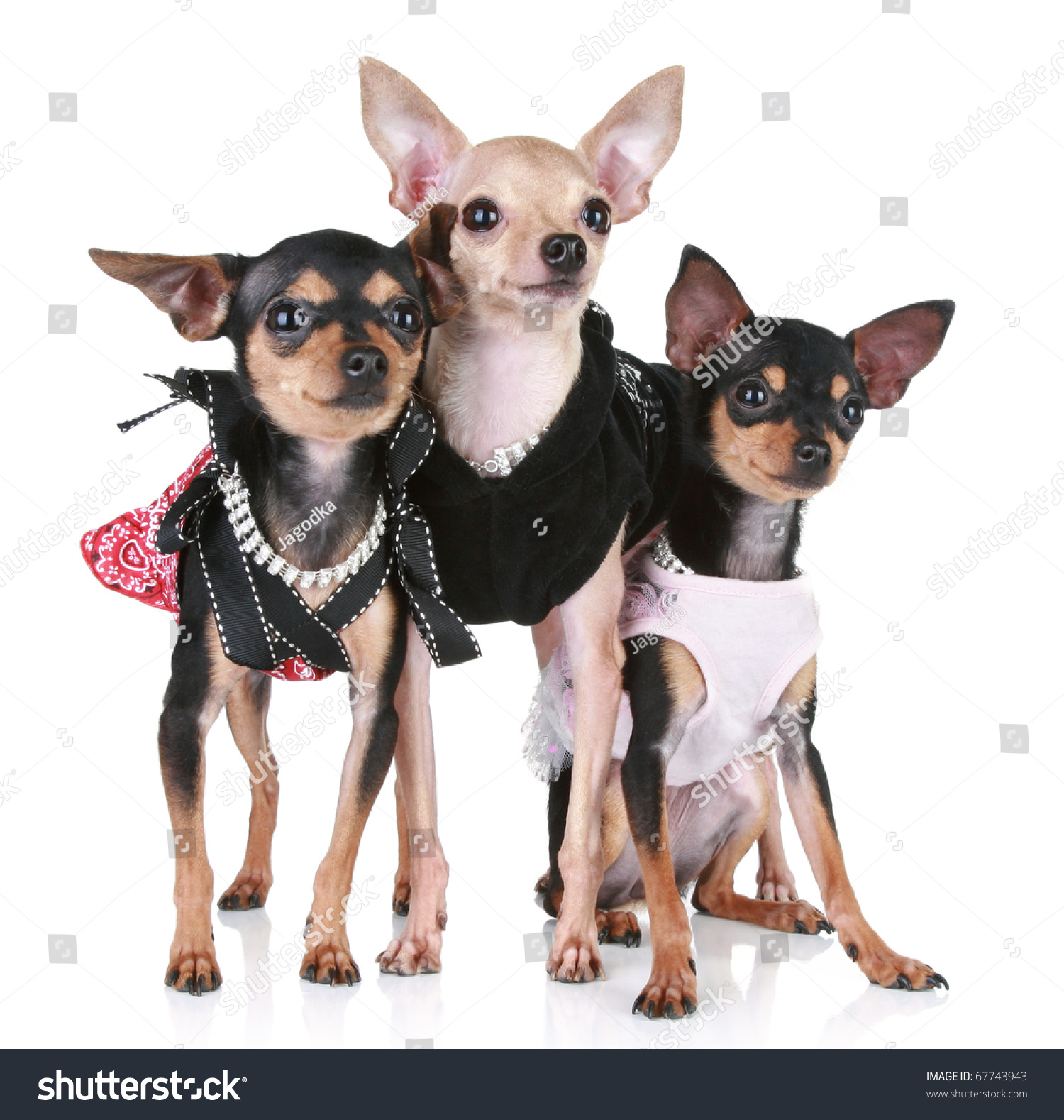 Three Shorthaired Toy Terrier Clothes On Stock Photo 67743943 ...