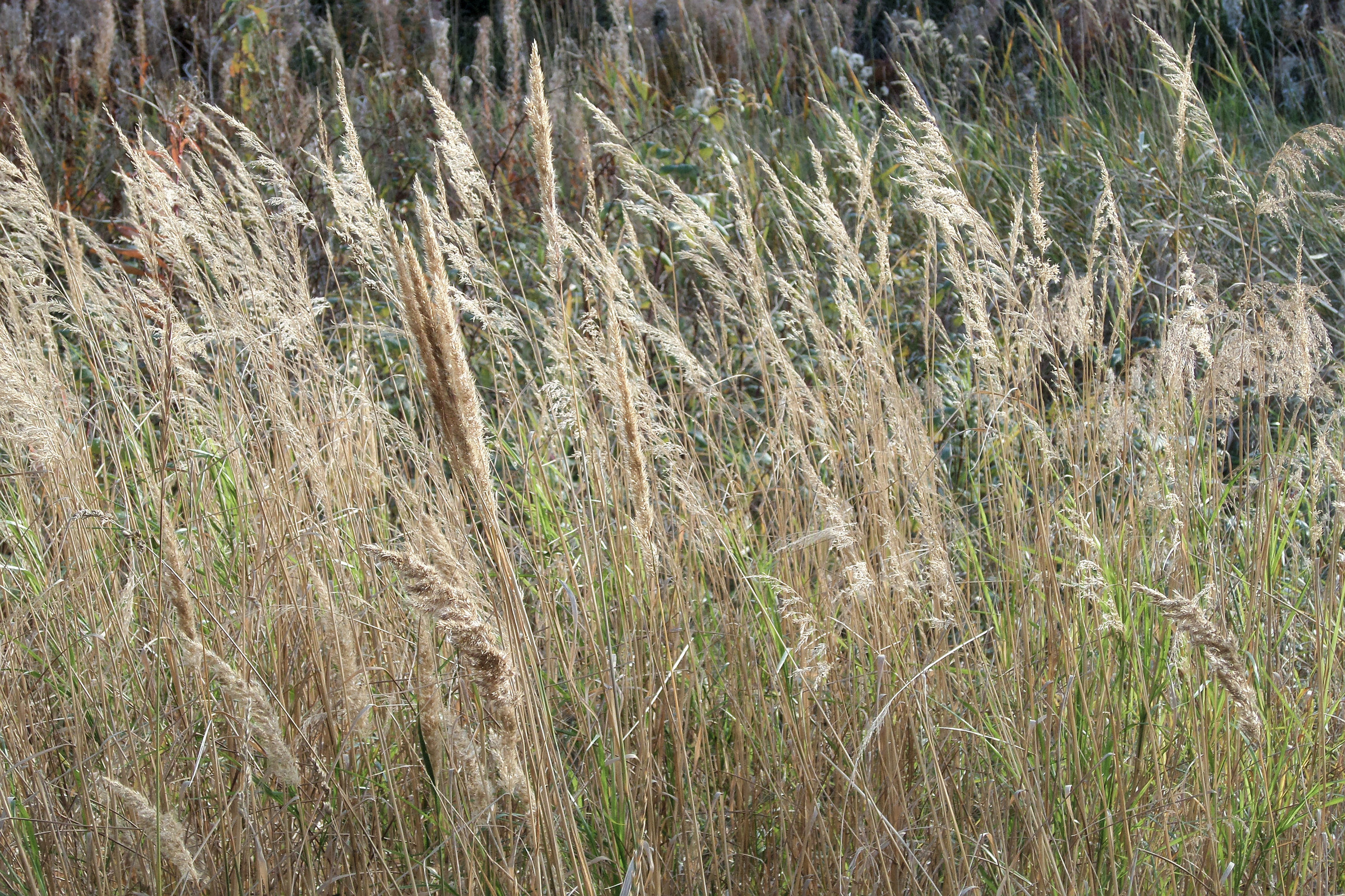 Dried autumn reed photo