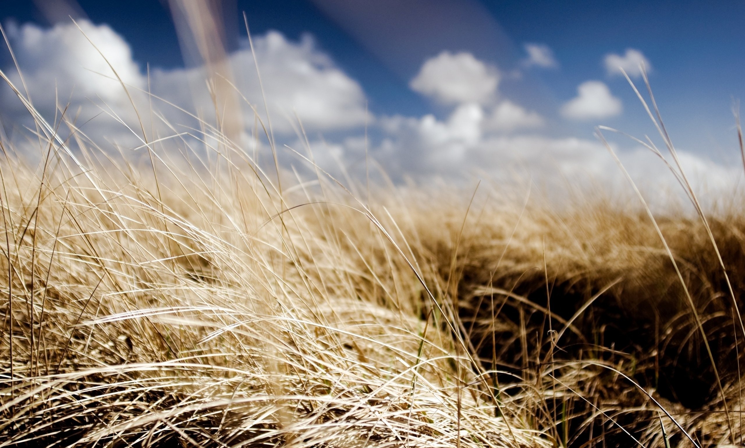 Dried Grass Field Summer - WallDevil