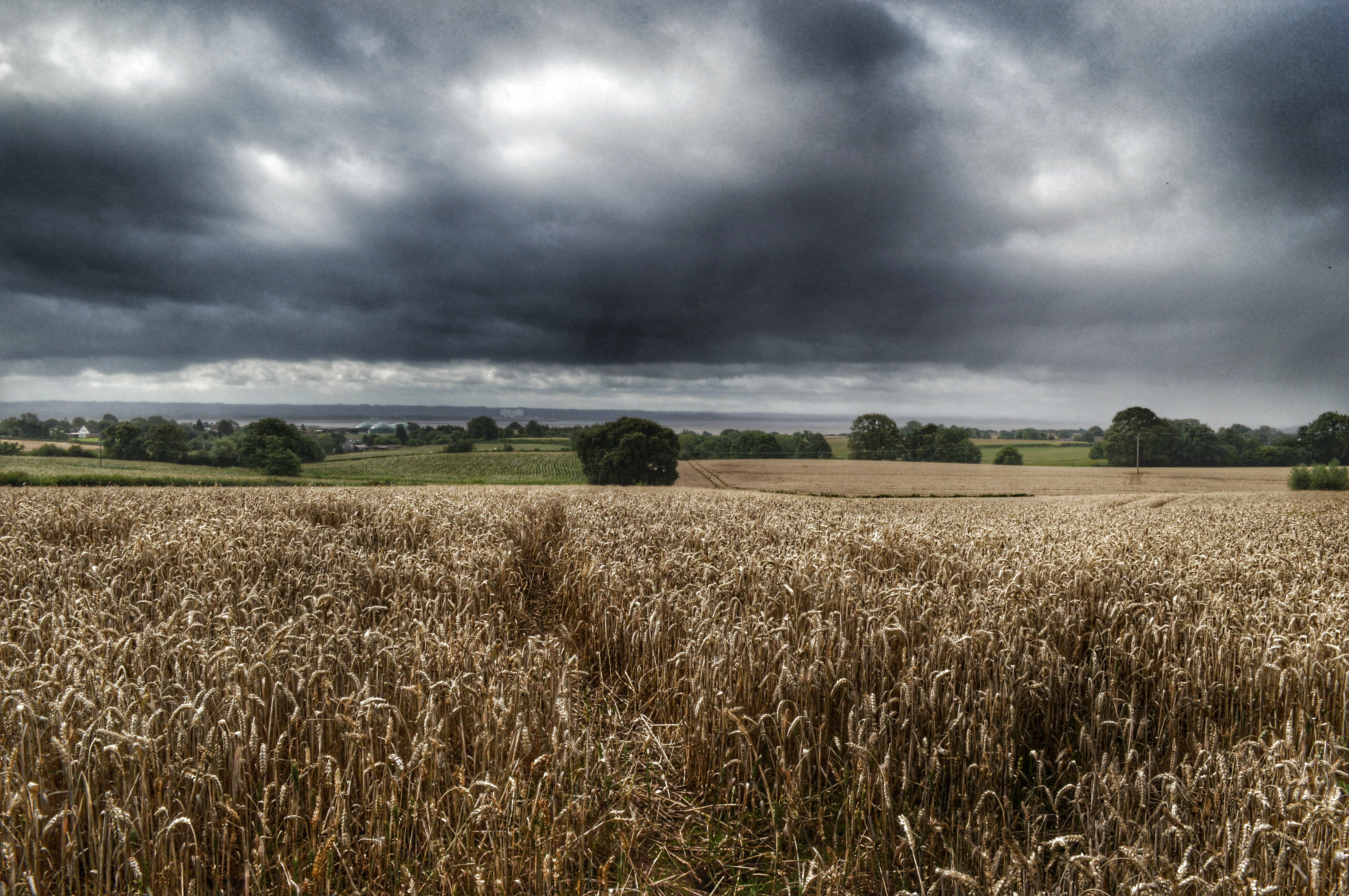 Dried grass field under cloudy day photograph HD wallpaper ...