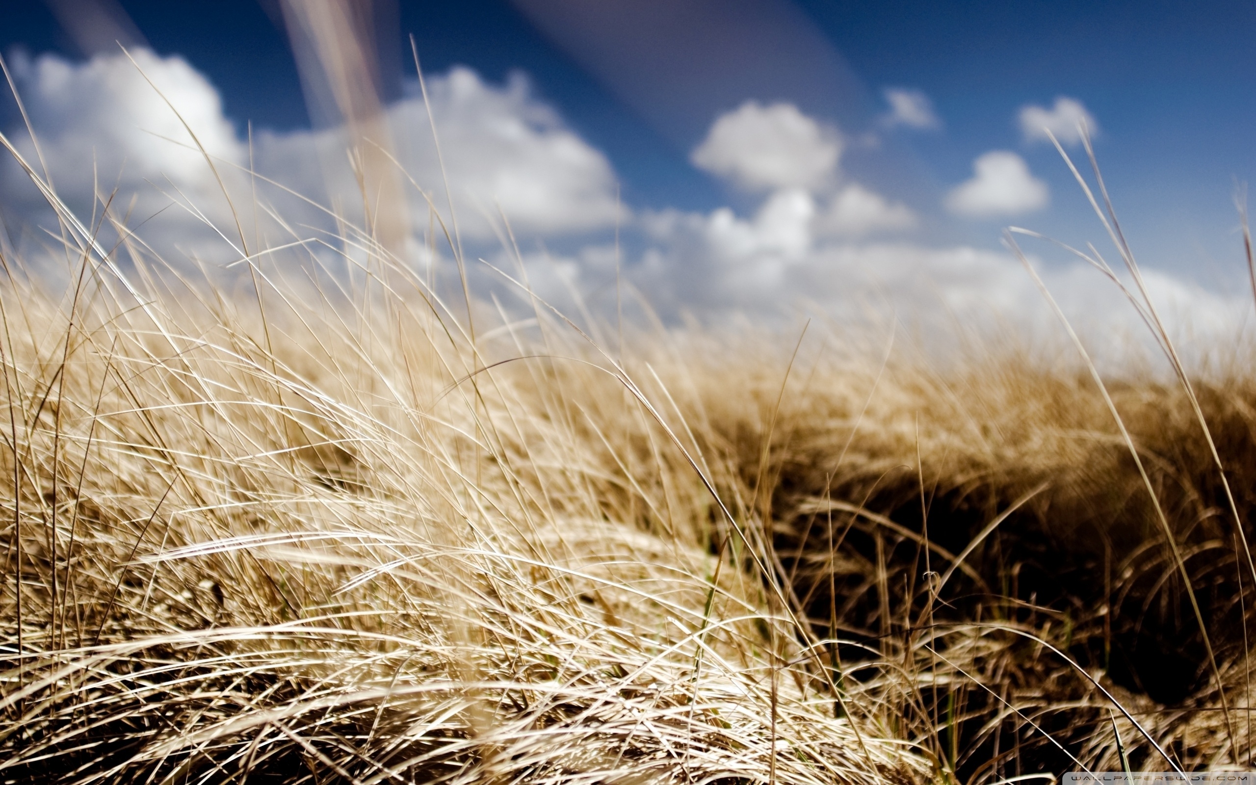 Dried Grass Field, Summer ❤ 4K HD Desktop Wallpaper for 4K Ultra HD ...