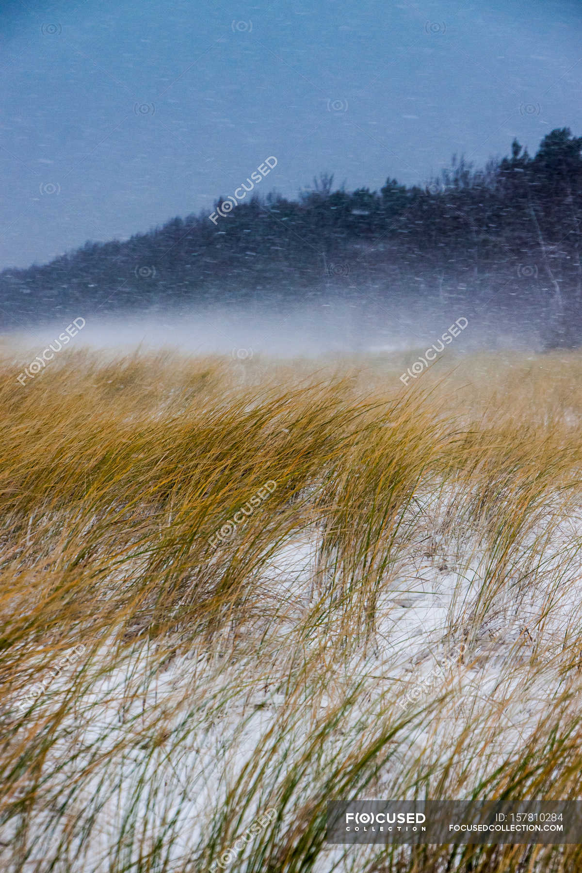 Dried grass on snowy field — Stock Photo | #157810284