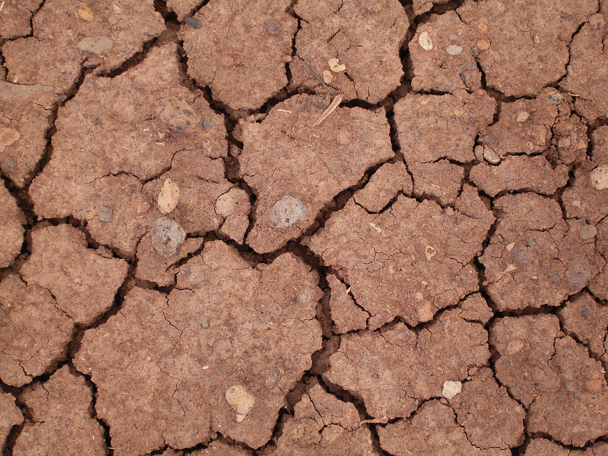 File:Dried mud (La Fajana) 01 ies.jpg - Wikimedia Commons