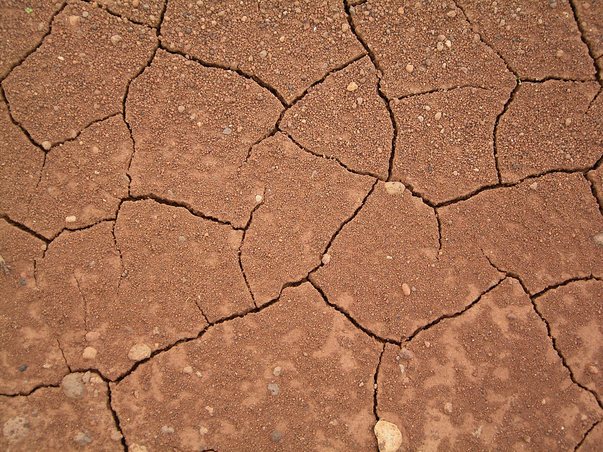 File:Dried mud (La Fajana) 02 ies.jpg - Wikimedia Commons