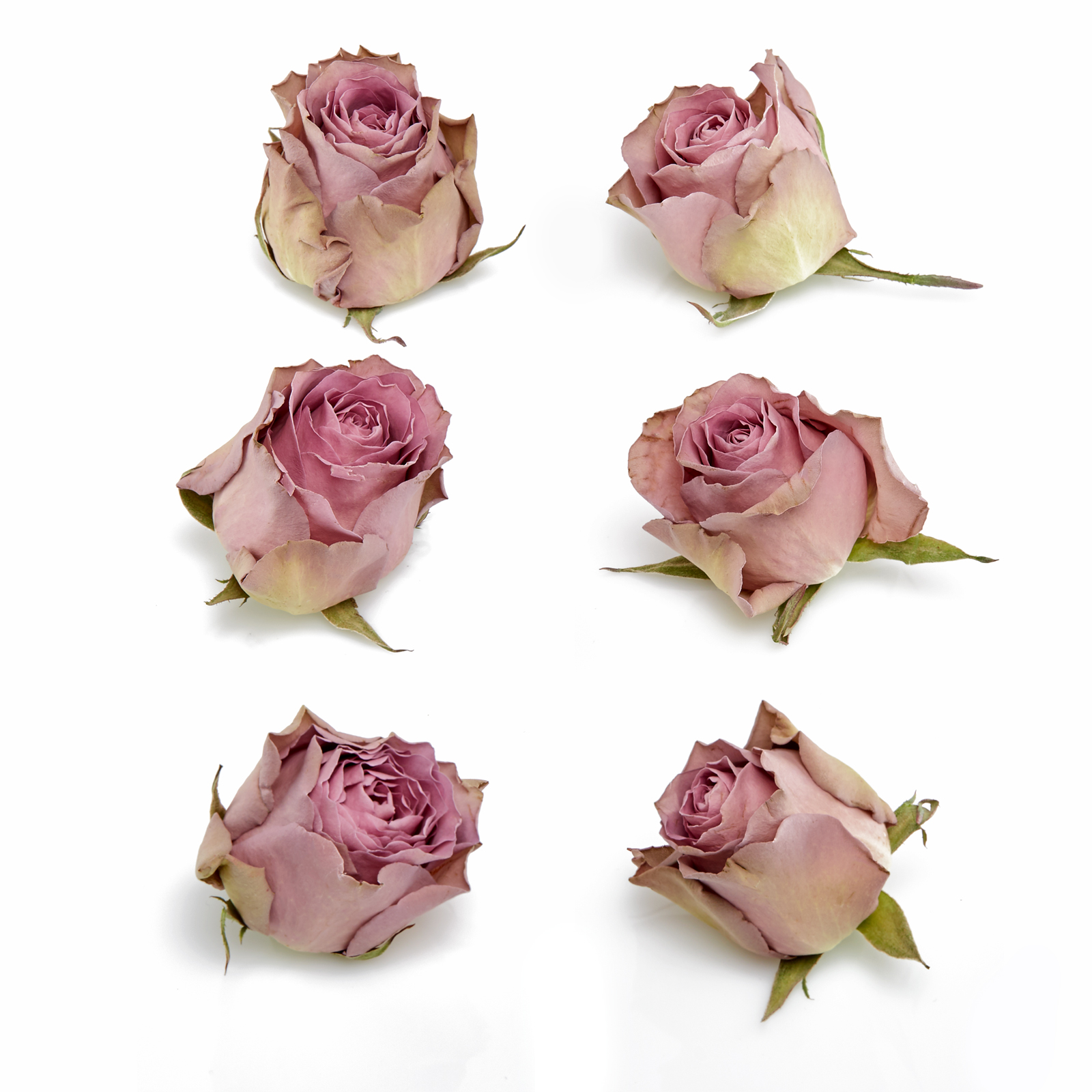 Antique Wisteria freeze dried rose heads | Petals & Roses