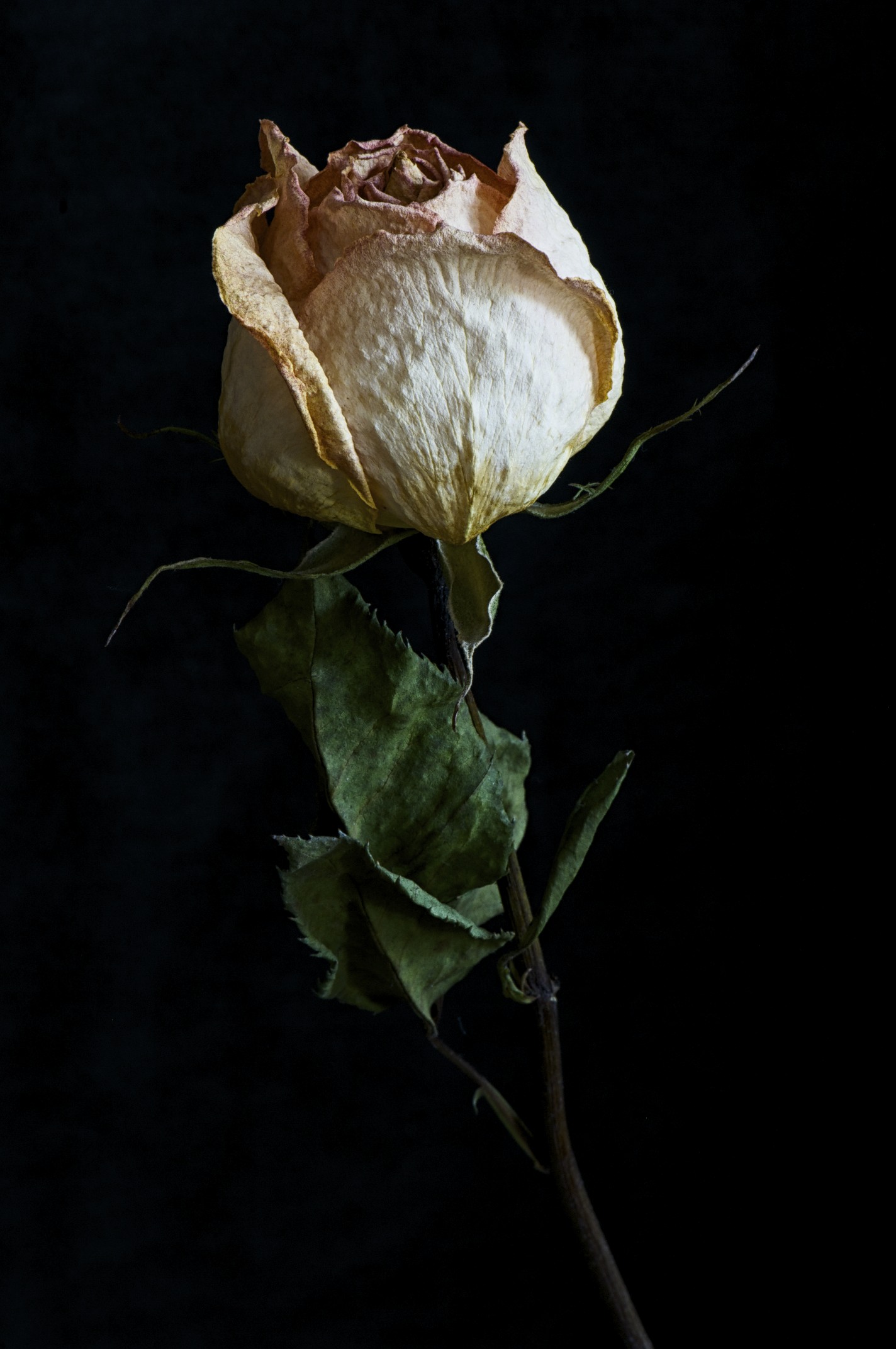 Dried Rose Series | My Floral Focus