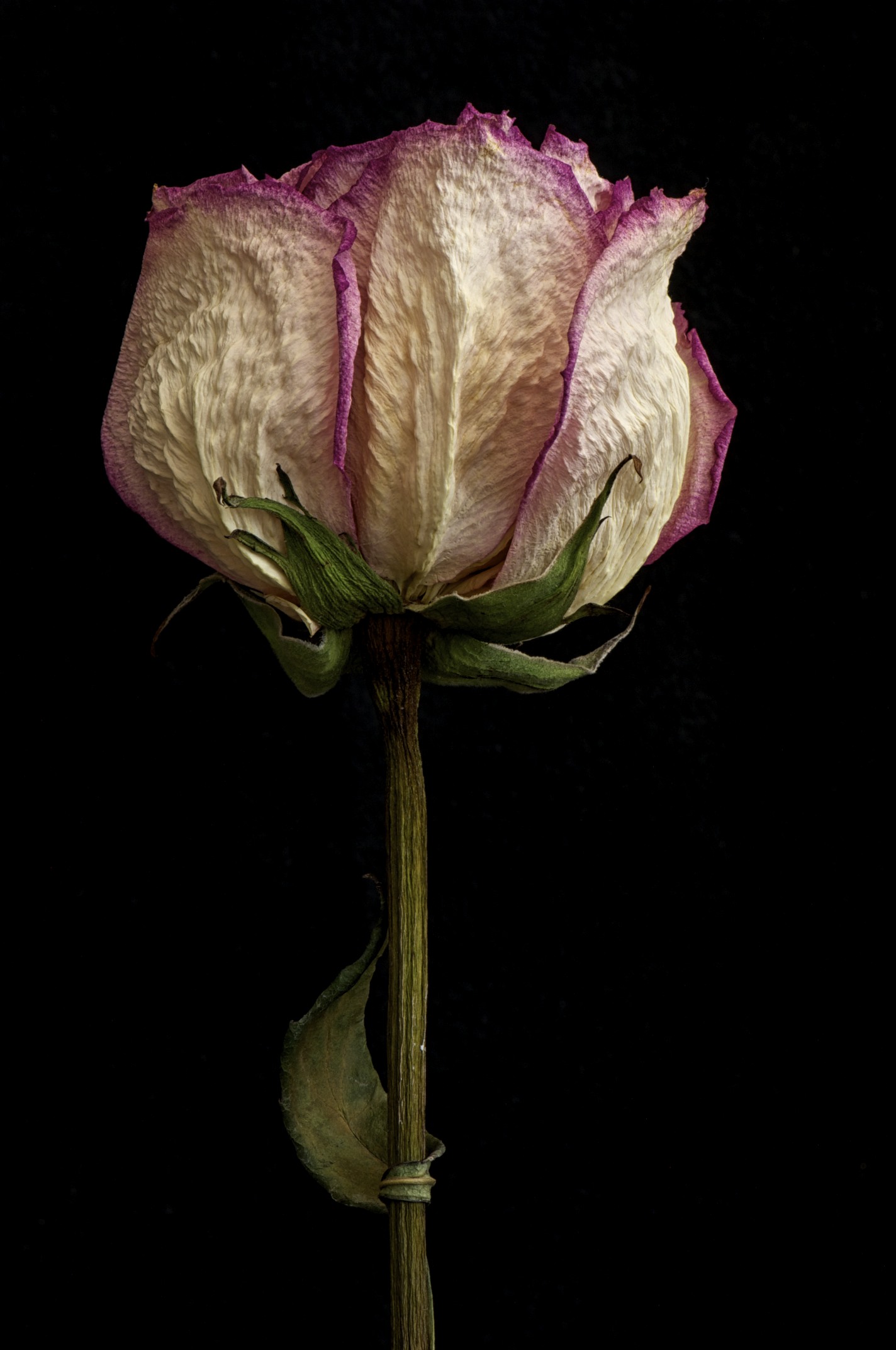 Dried Rose – 3 | My Floral Focus