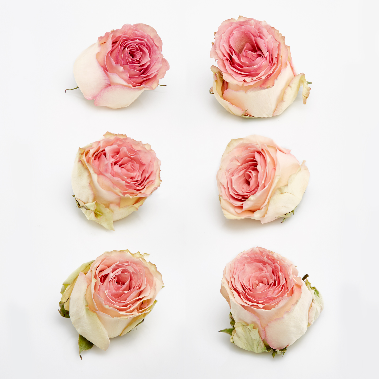 Ivory pink edge freeze dried rose heads | Petals & Roses