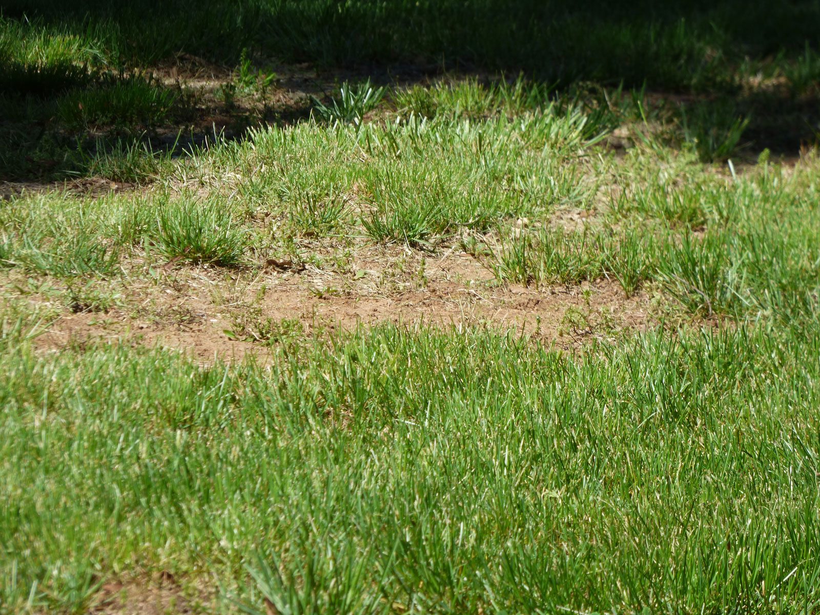Can A Brown Lawn Be Saved ? How To Revive A Dead Lawn