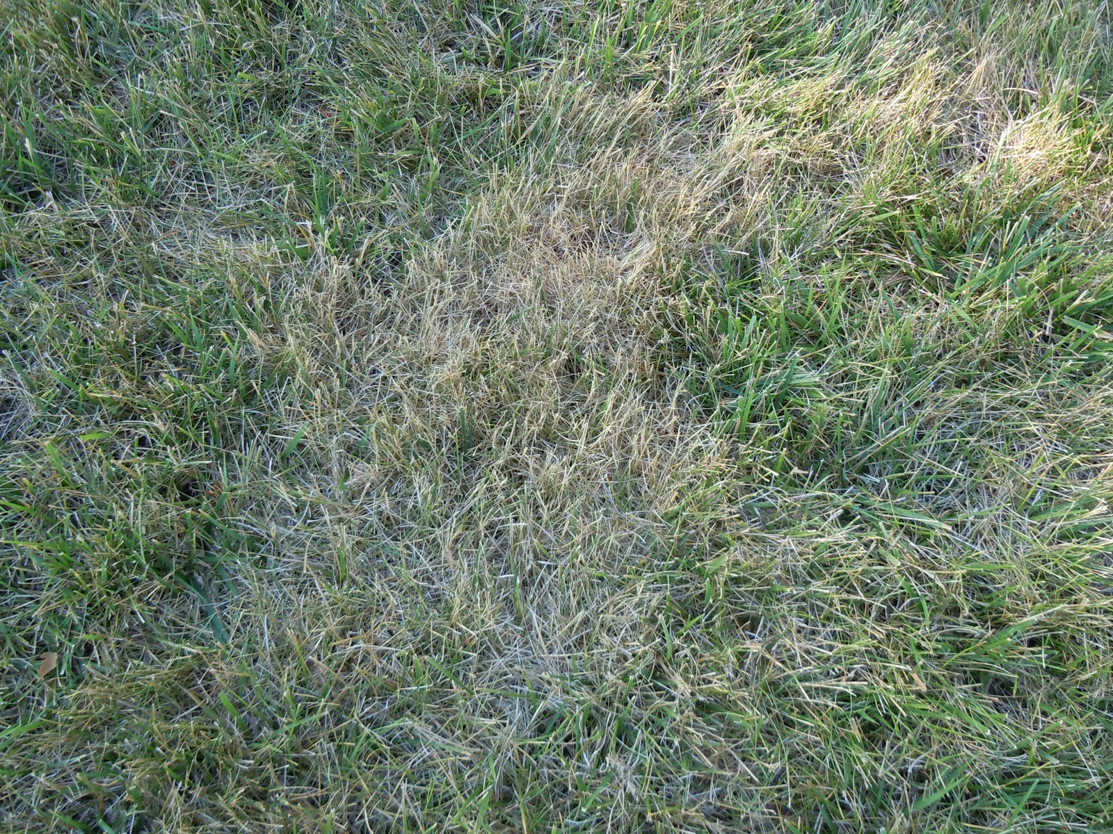 Purdue Turf Tips: My Lawn is Brown and Crunchy… Is it Dead? What do ...