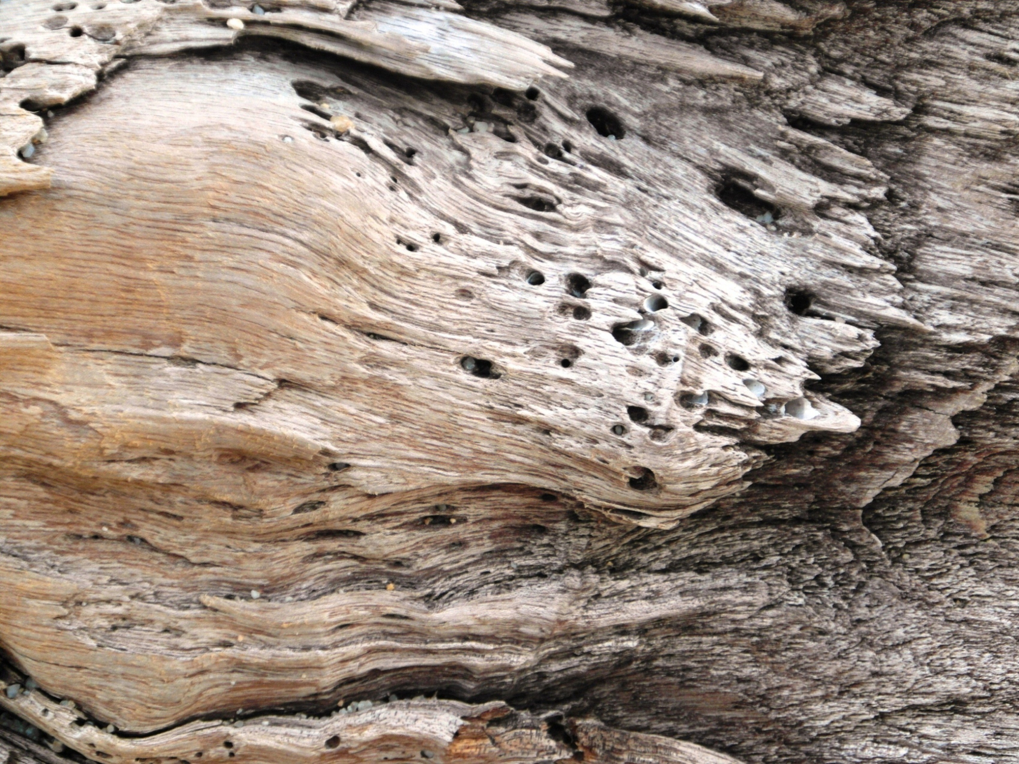 Driftwood closeup