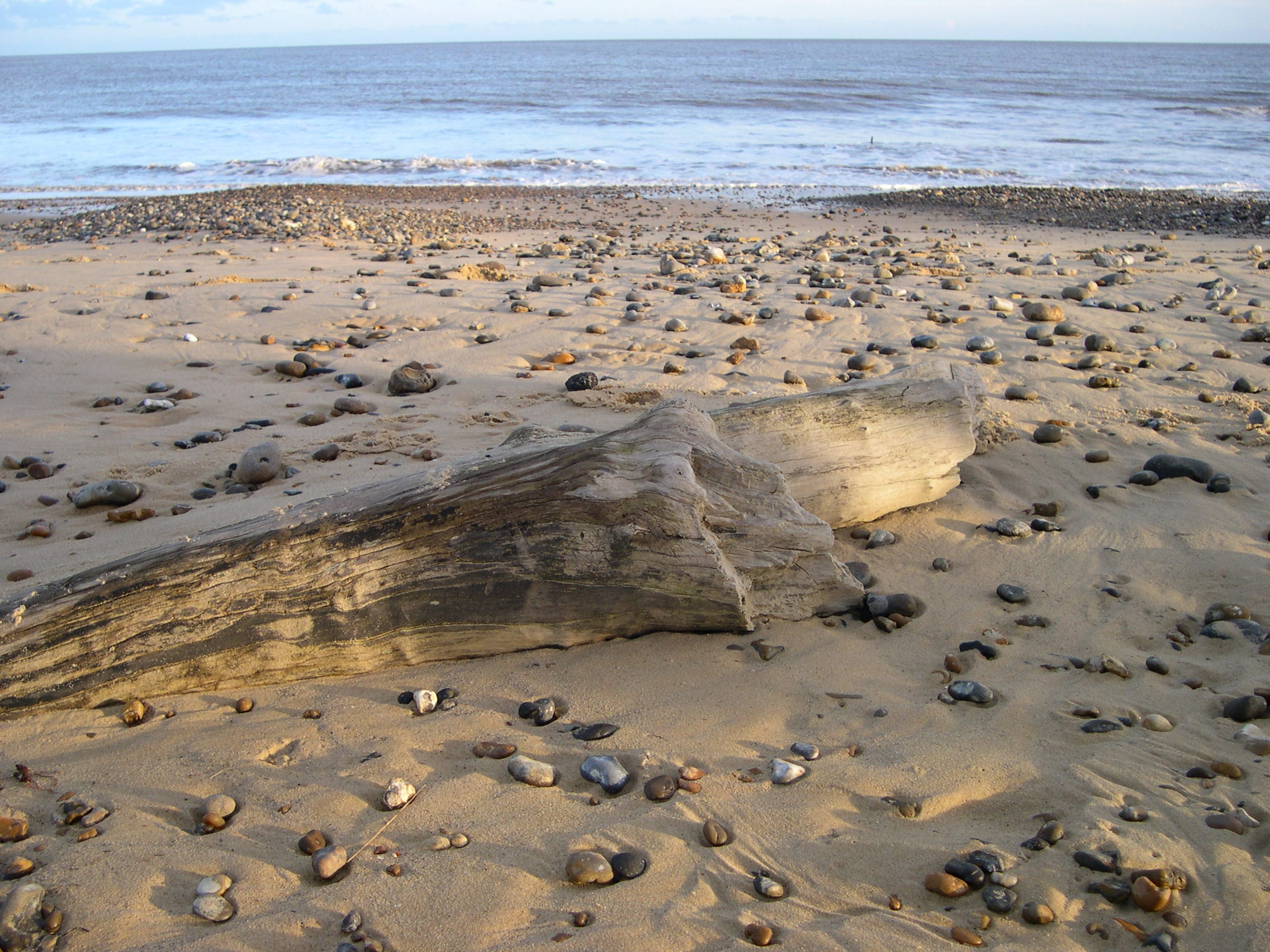 Driftwood on the beach photo
