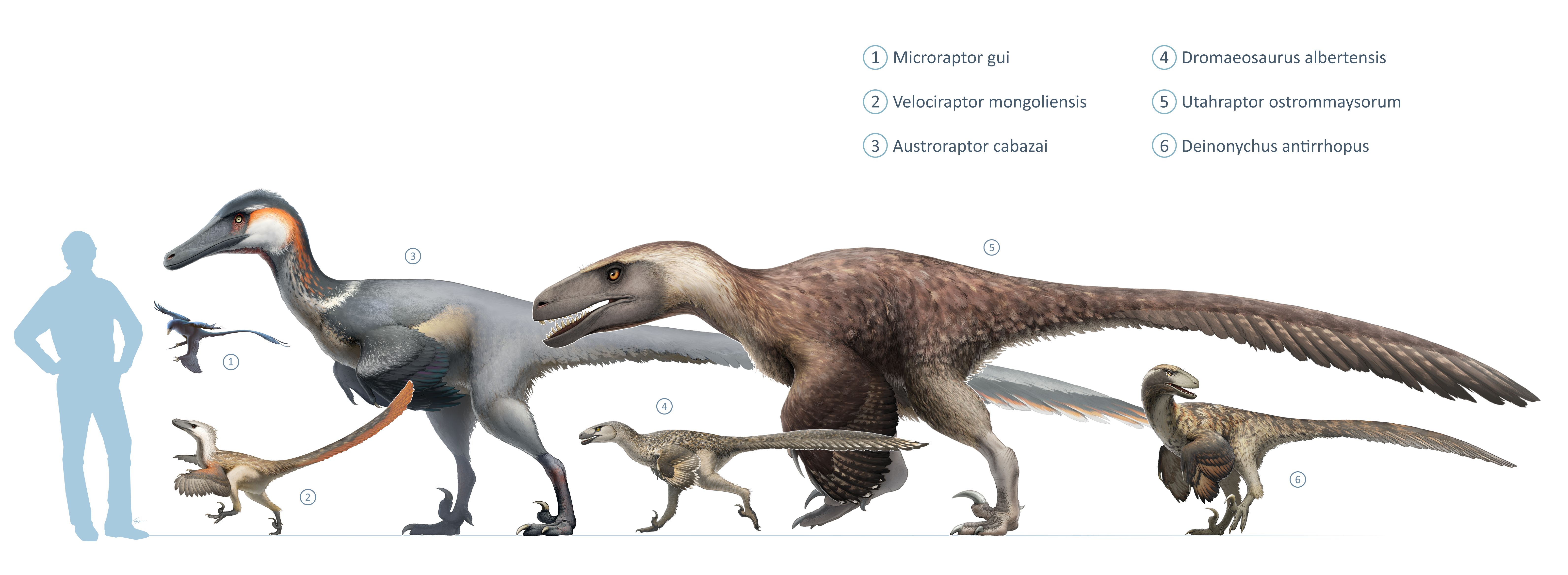 File:Dromaeosaurs.png - Wikimedia Commons