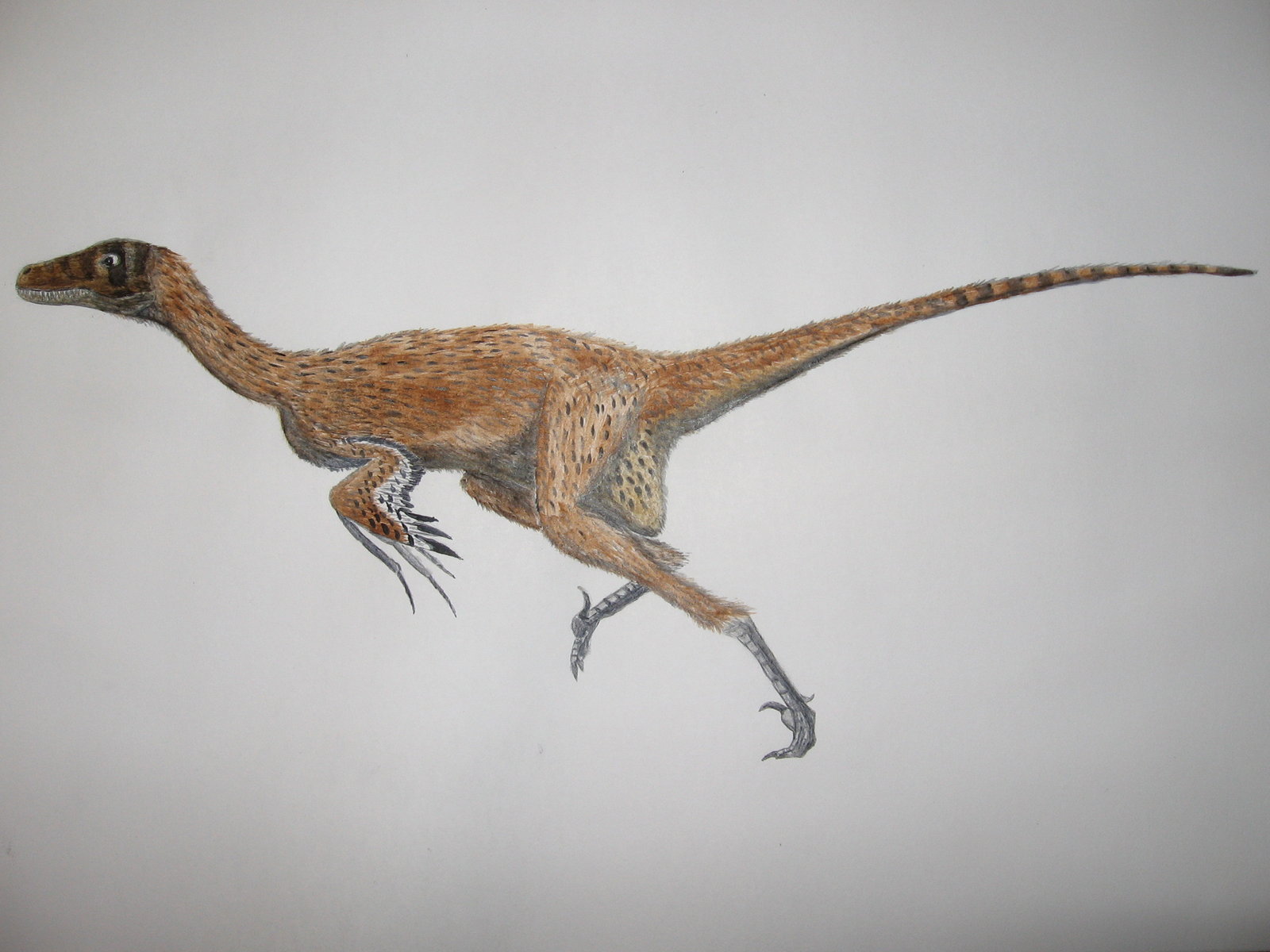 Dromaeosaurus albertensis (with short feathers) by Oddity-1991 on ...