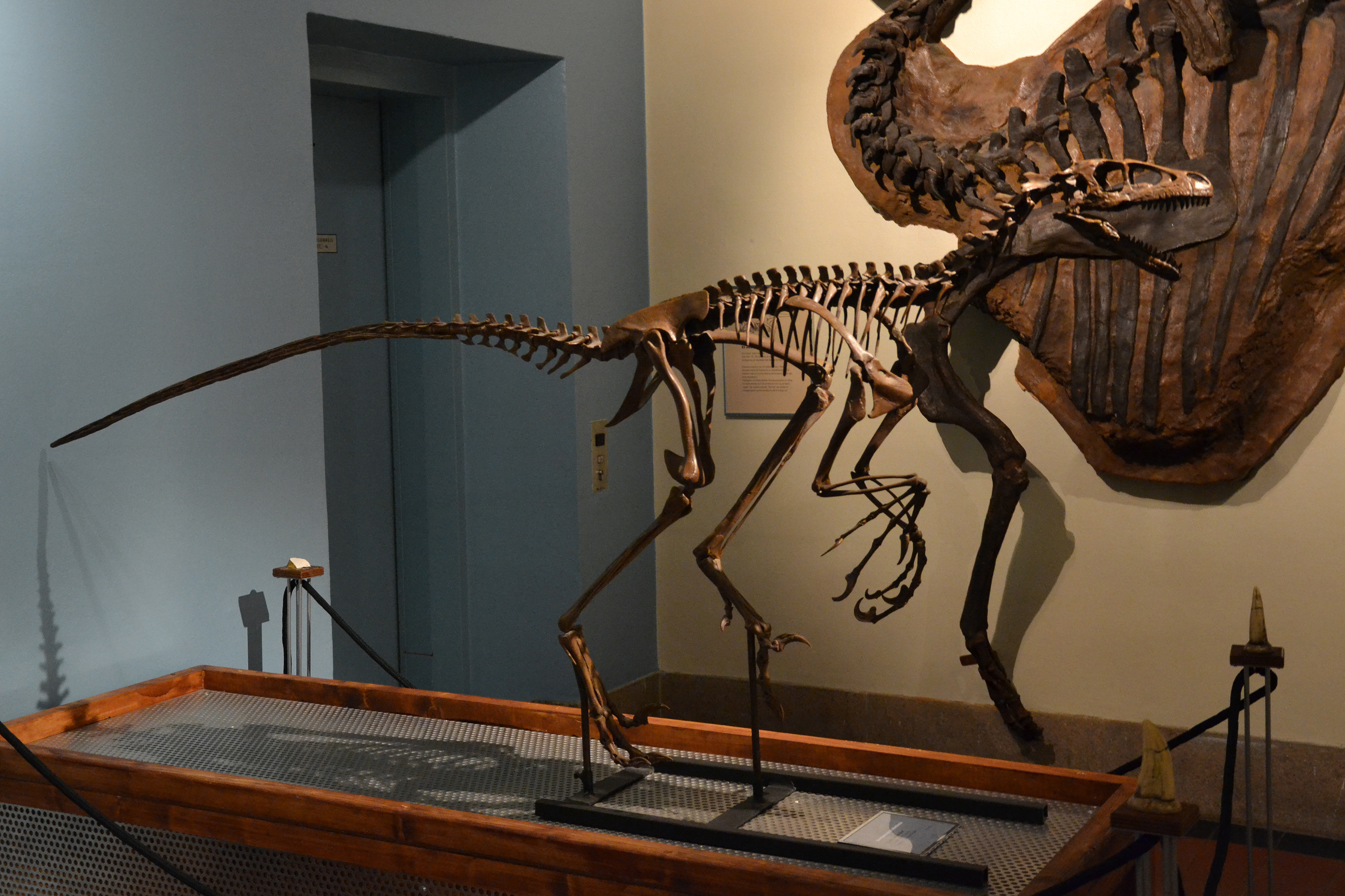 Dromaeosaurus albertensis photo