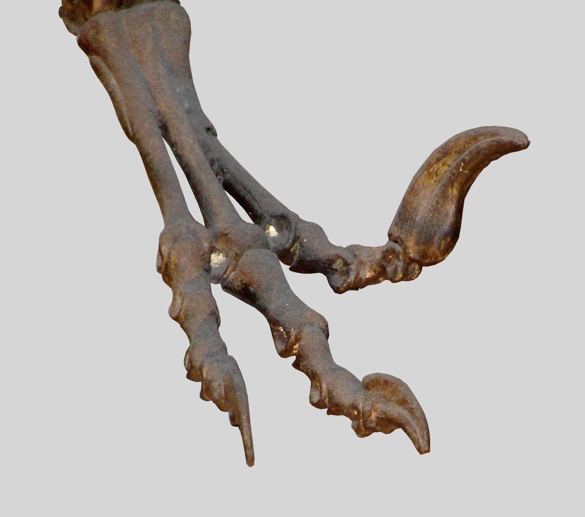 File:Dromaeosaurus albertensis.004 - Natural History Museum of ...