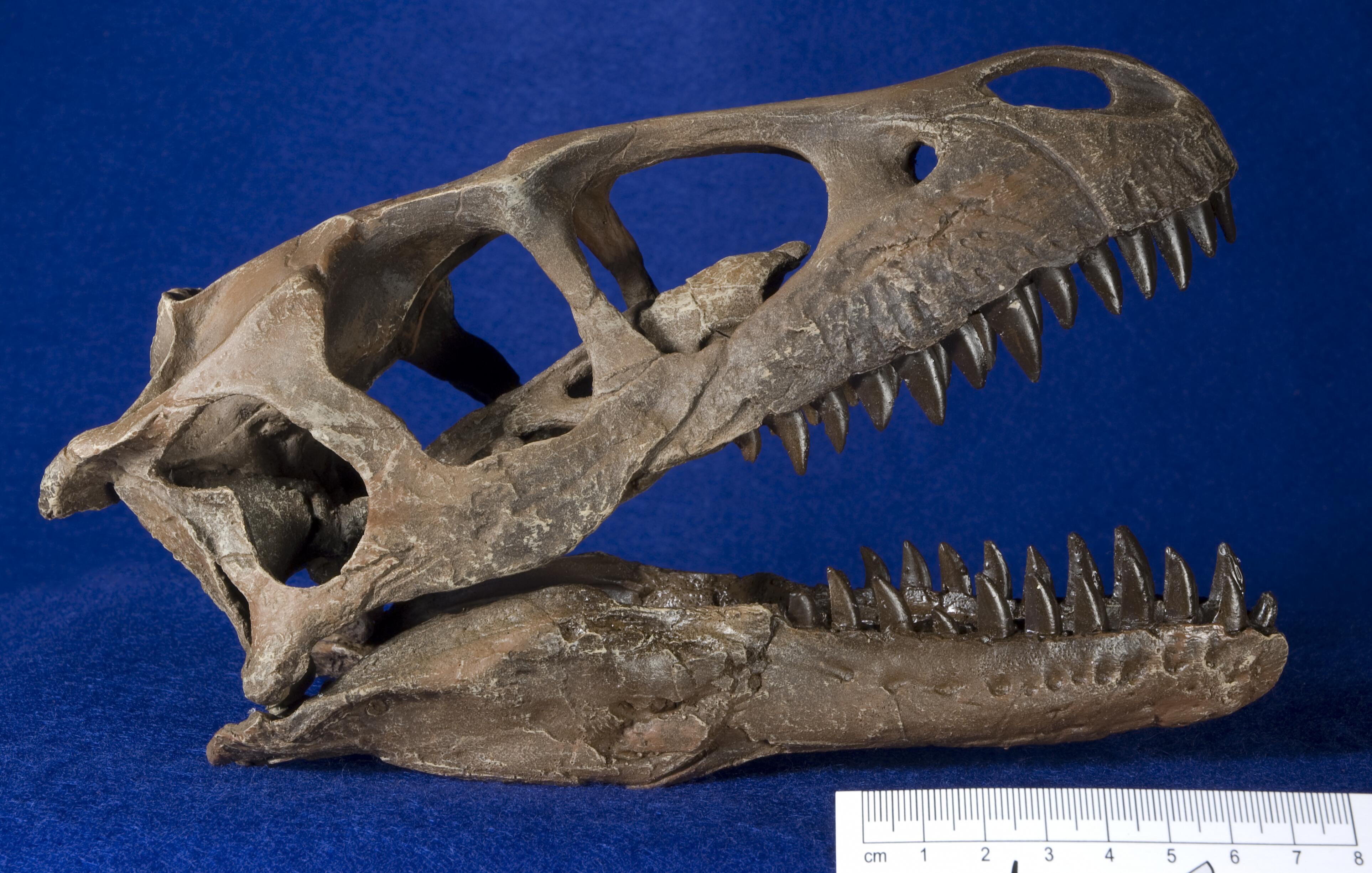 WitmerLab Dinosaur Skull Collection: Dromaeosaurus