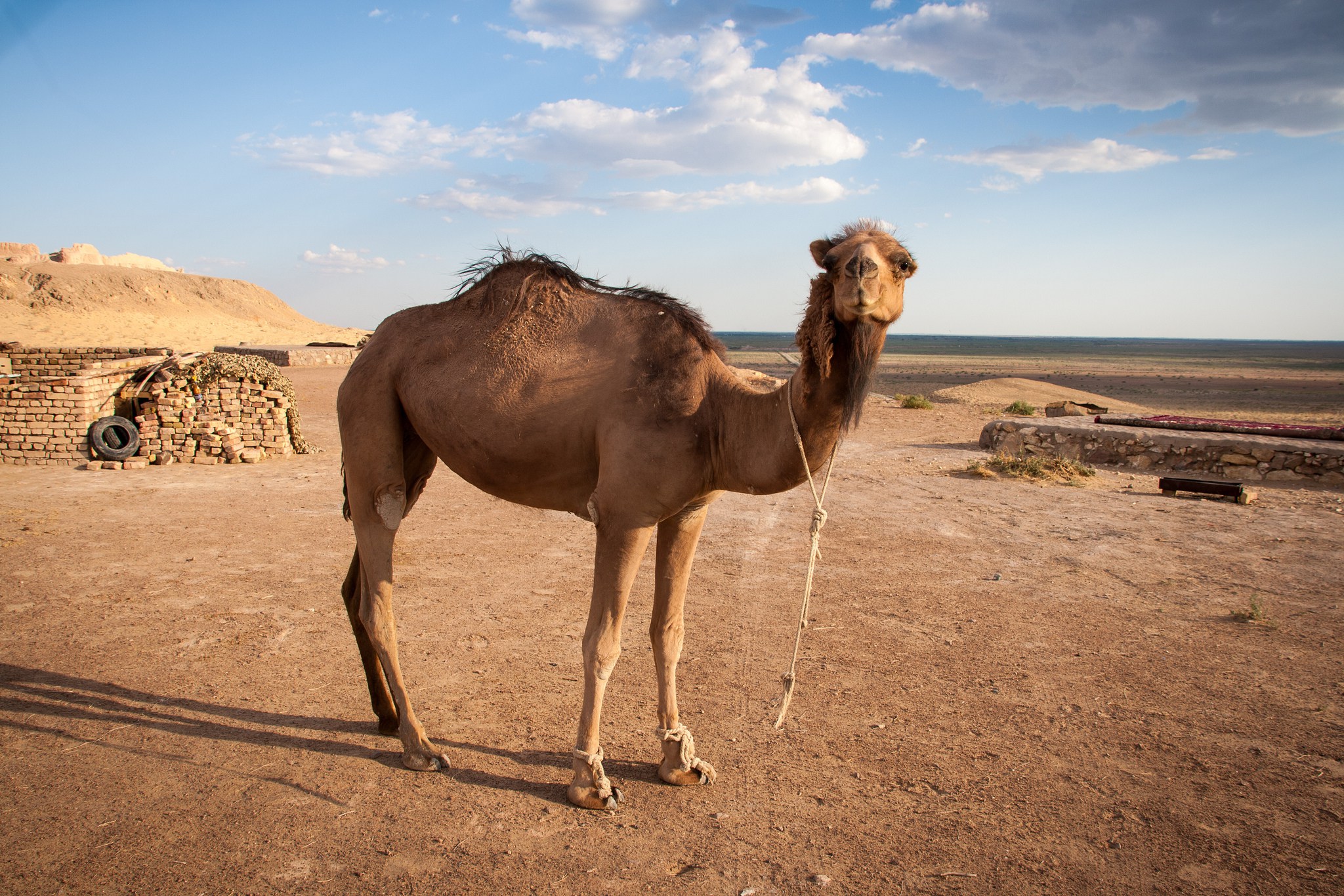 Camel Showdown: Dromedary vs Bactrian