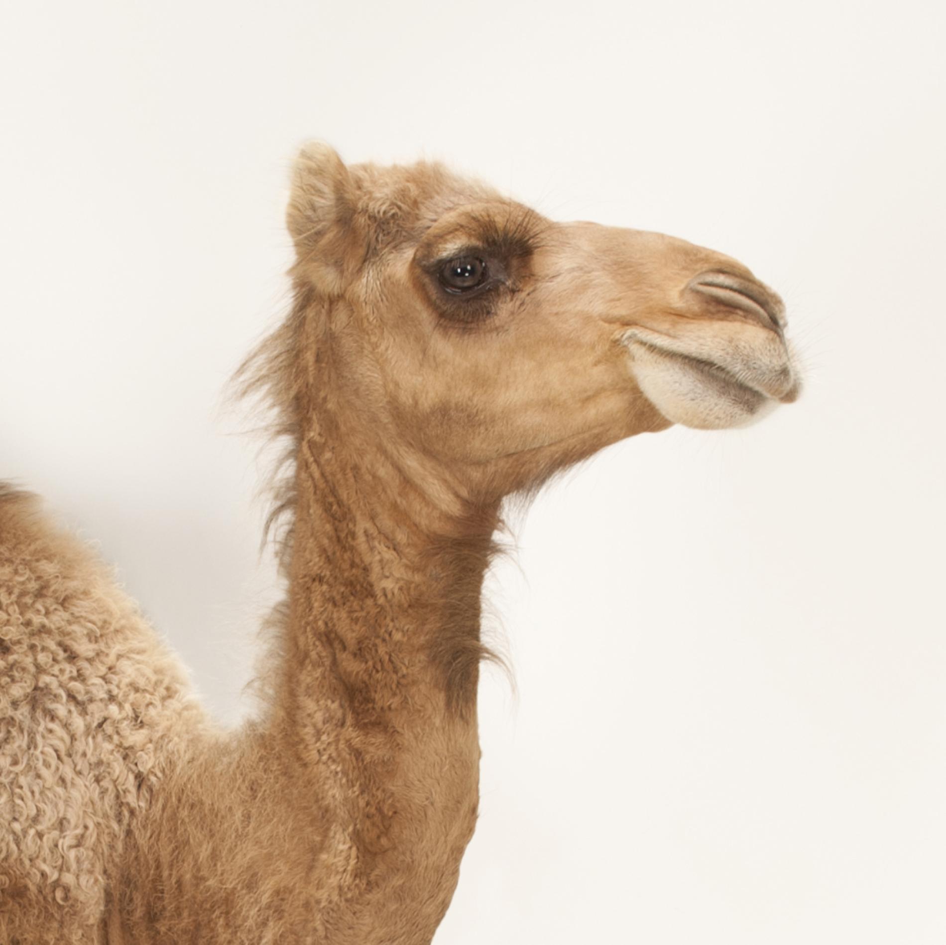 Arabian Camel (Dromedary) | National Geographic