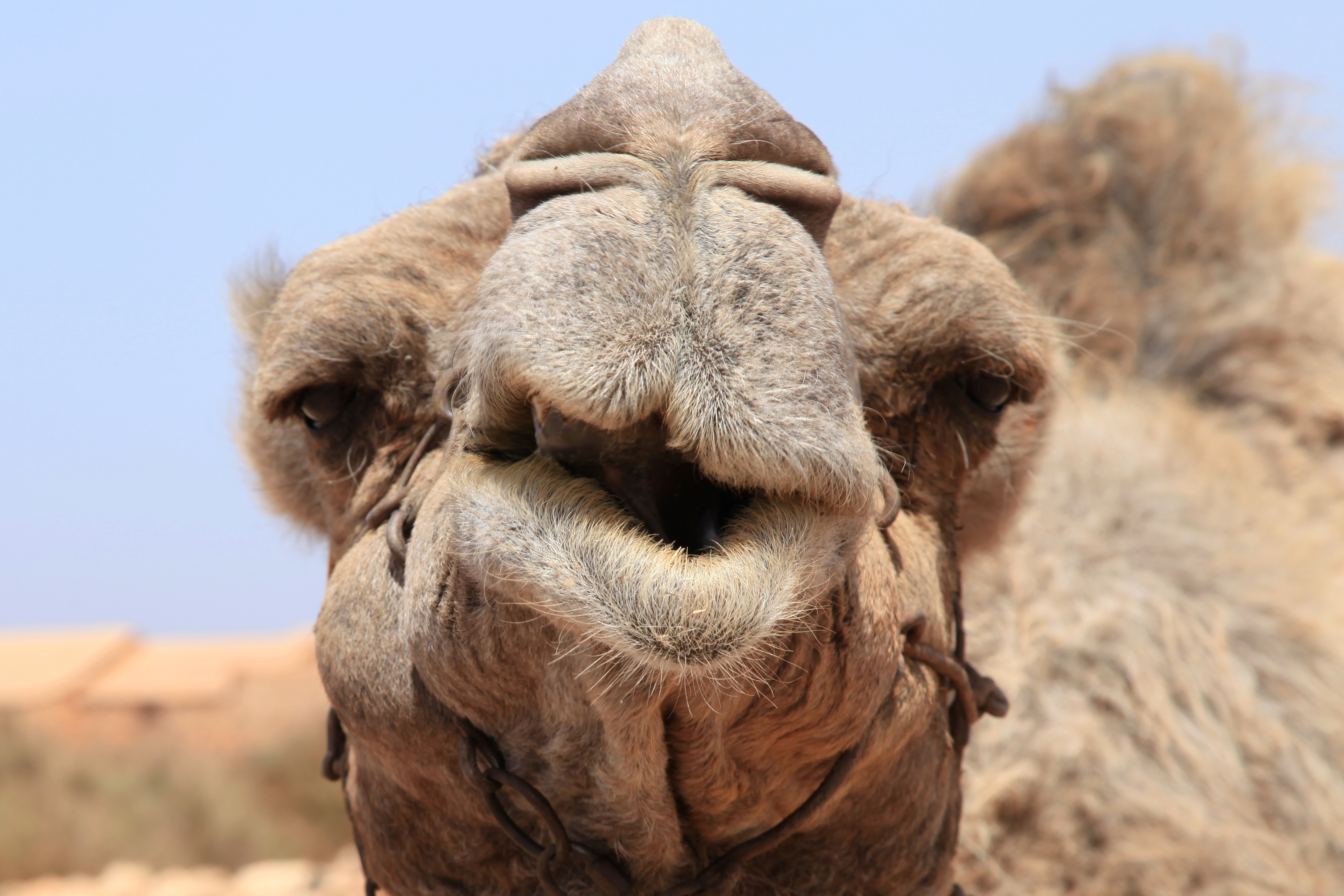 Dromedary Facts, History, Useful Information and Amazing Pictures