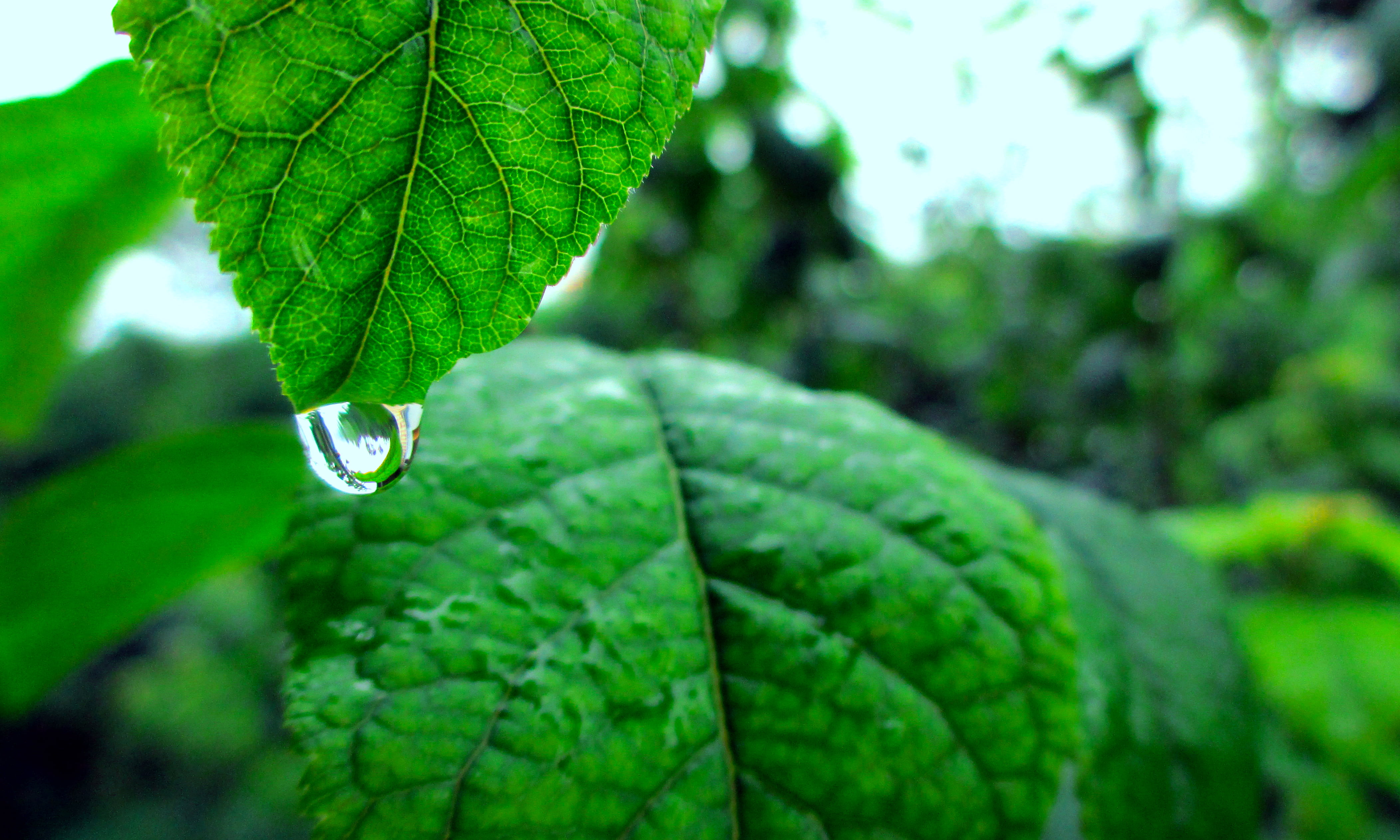 Nature, leaves, rain, drop of water HD wallpaper | Wallpaper Flare