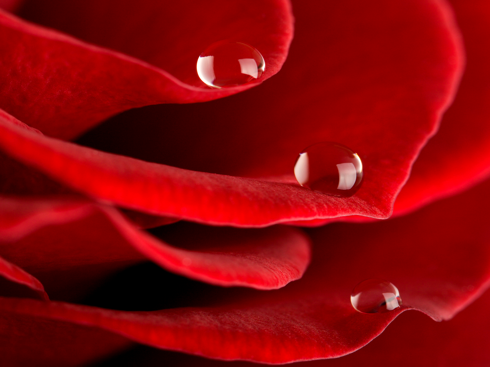 Rose With Water Drops Wallpapers Group (78+)