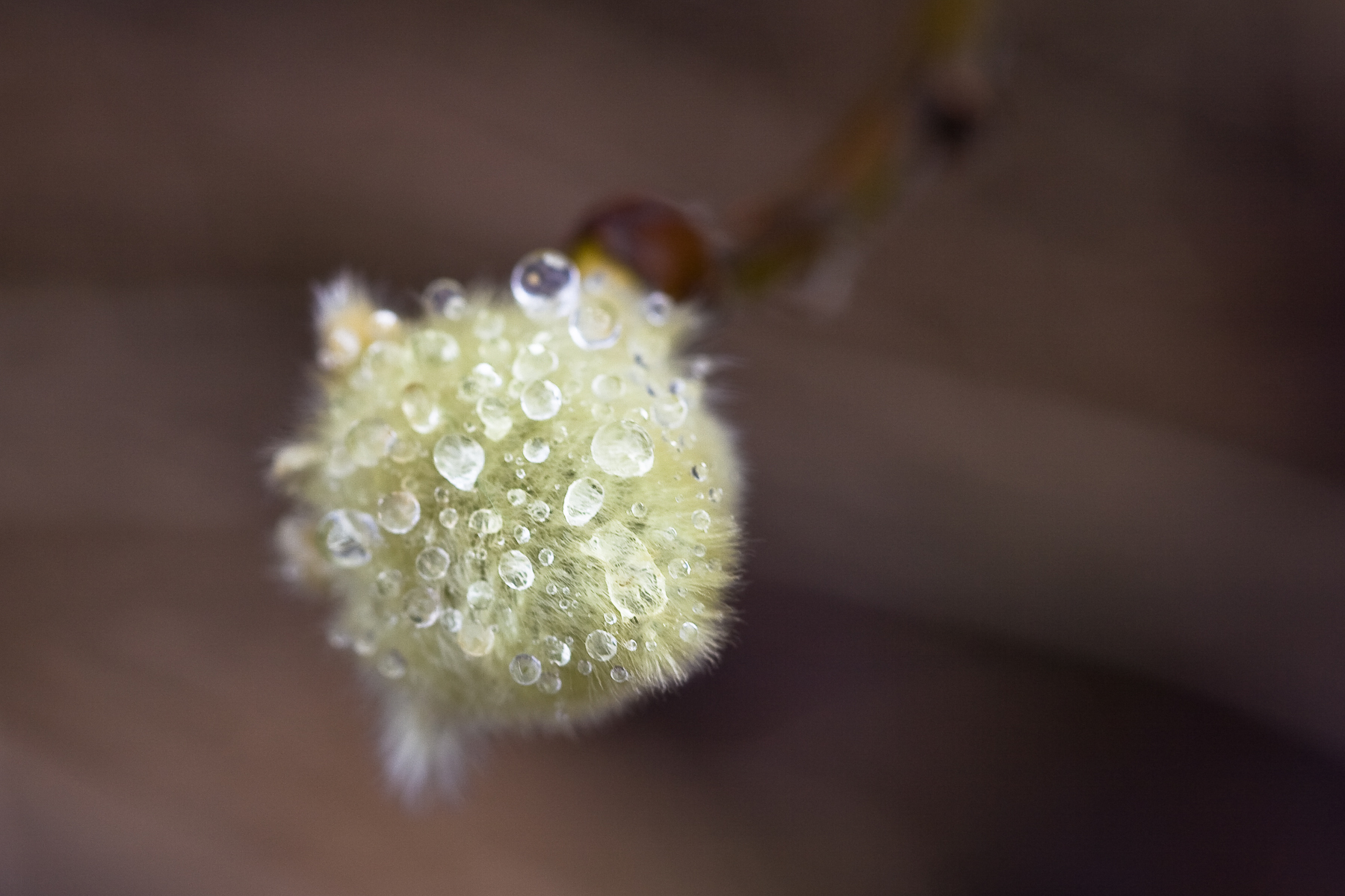 Droplets on a spruce photo