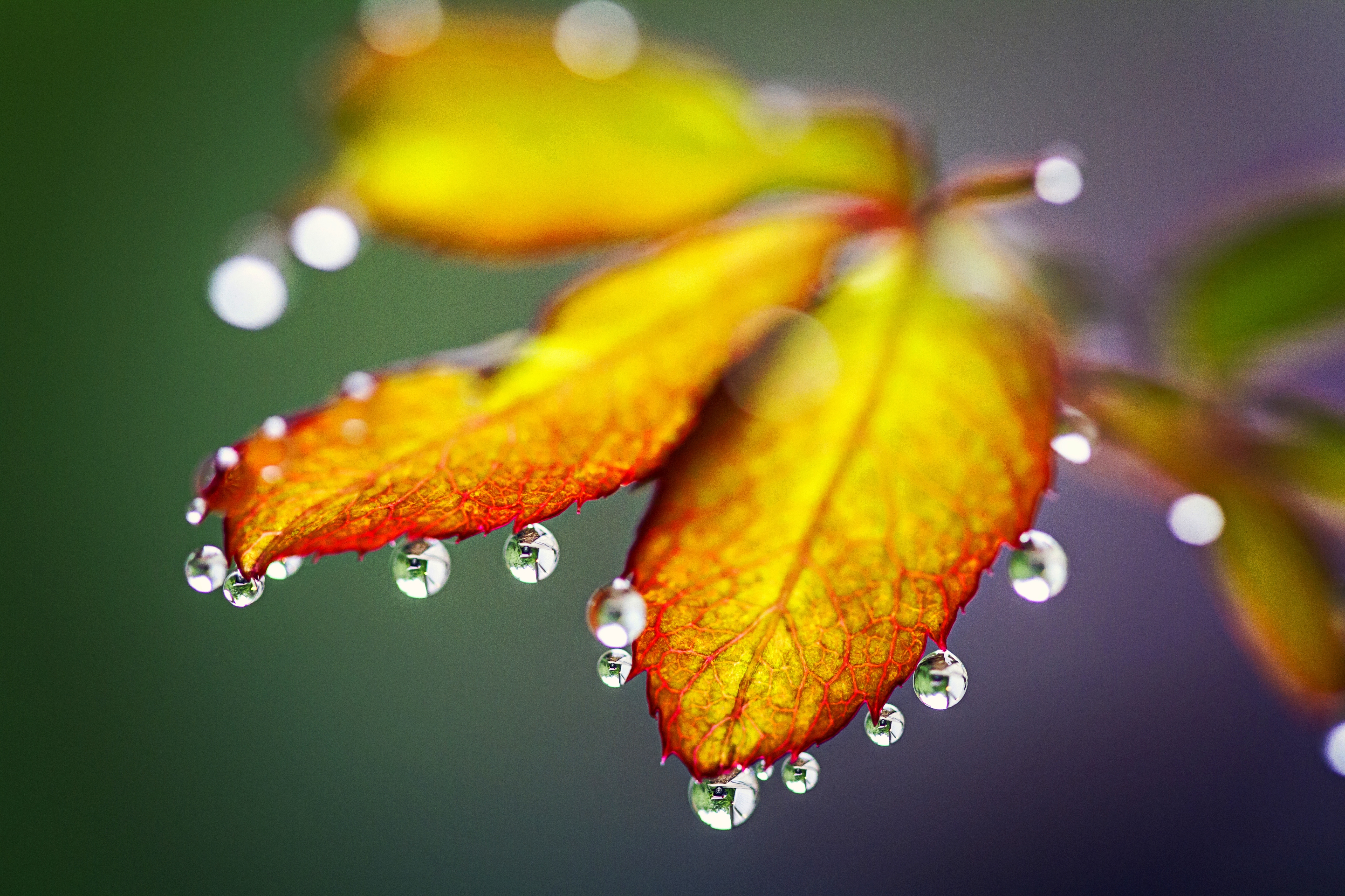 Wallpaper Autumn leaves, Rain drops, HD, 4K, Photography, #5581