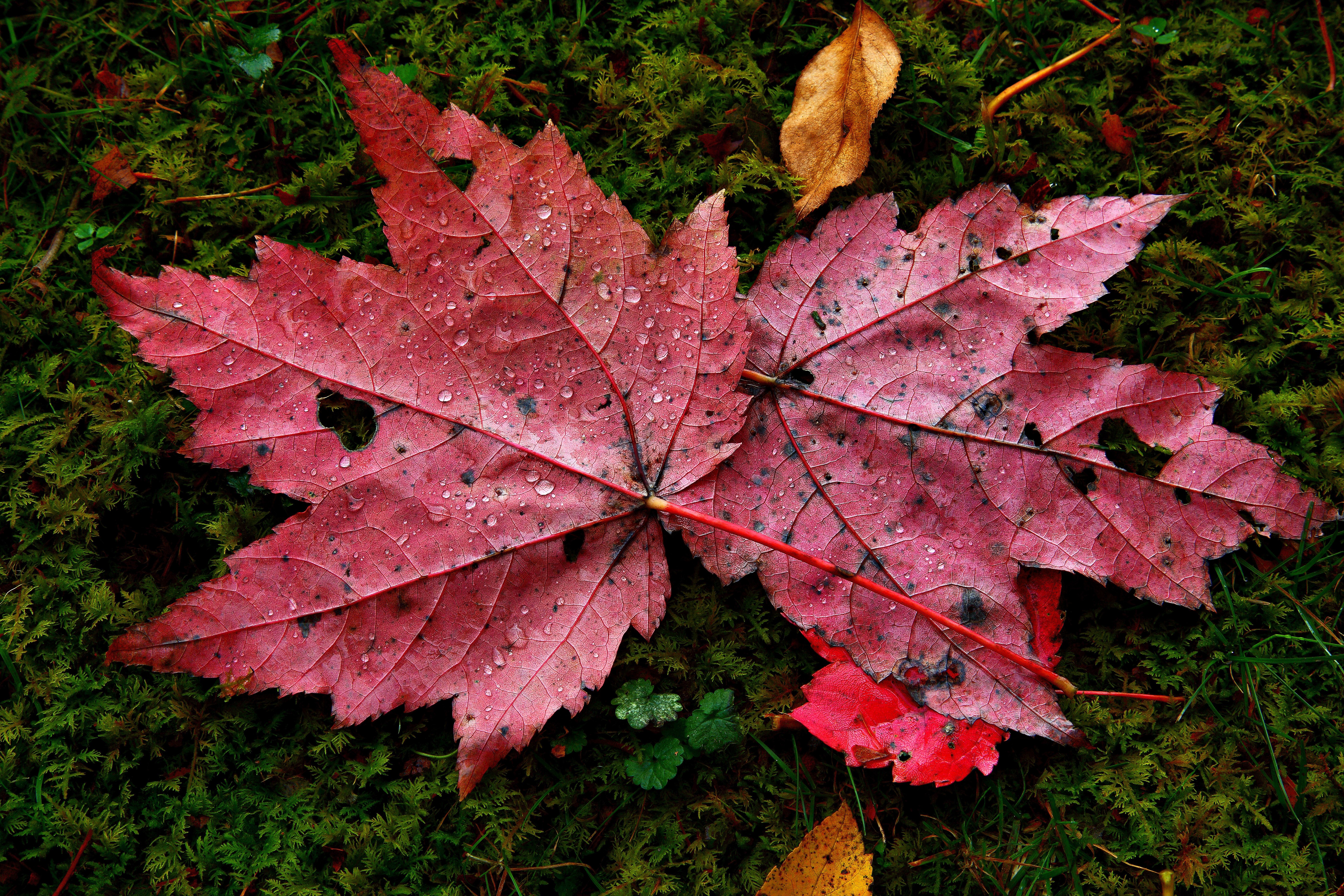 File:Red-autumn-maple-leaves-water-drops-moss - Virginia ...